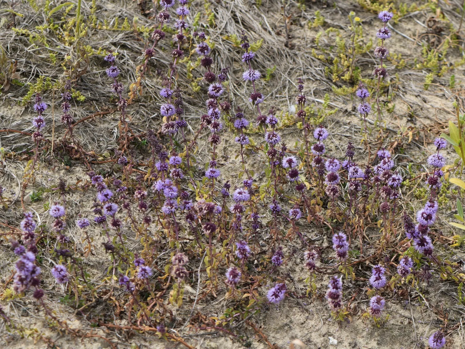 Pennyroyal (Mentha Pulegium) — Renowned for its distinctive minty fragrance