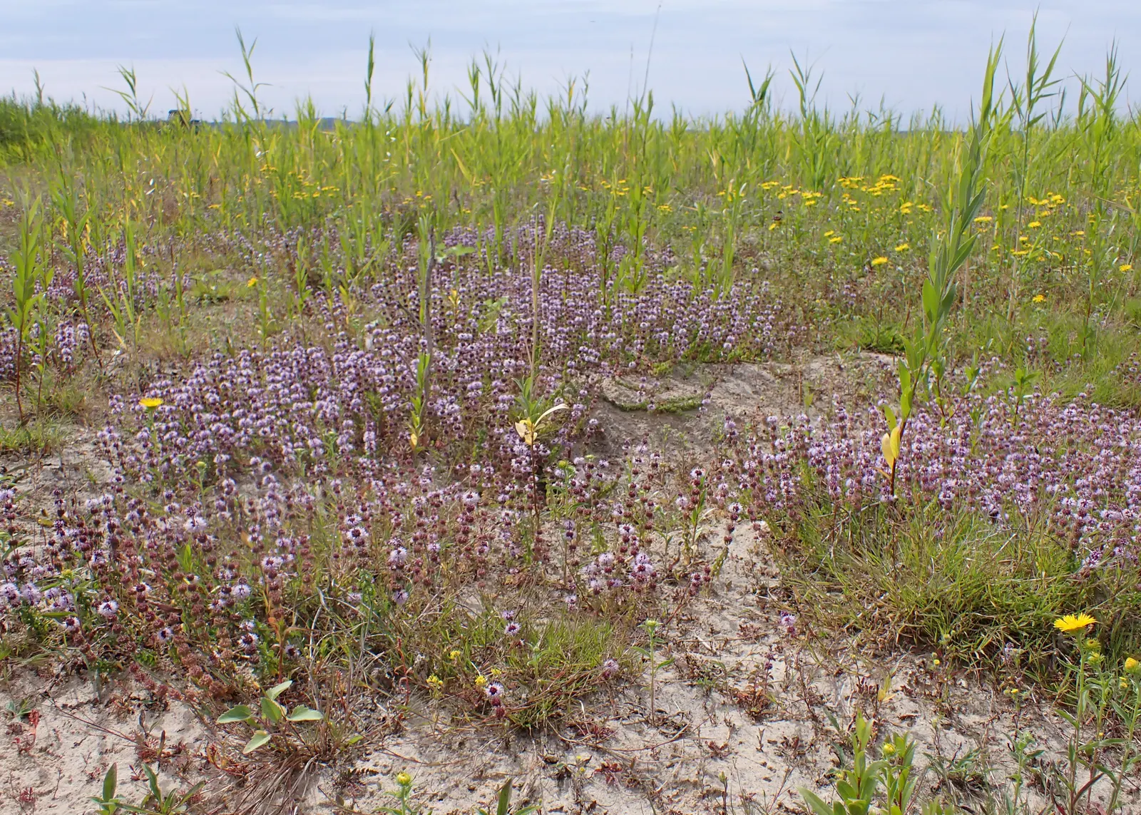 Pennyroyal (Mentha Pulegium) — This ground cover spreads quickly in moist soils and partial shade, ideal for edge plantings or herbal gardens, image 78