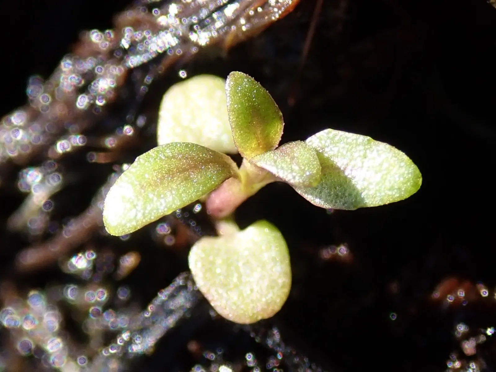 Pennyroyal (Mentha Pulegium) — like many in the mint family