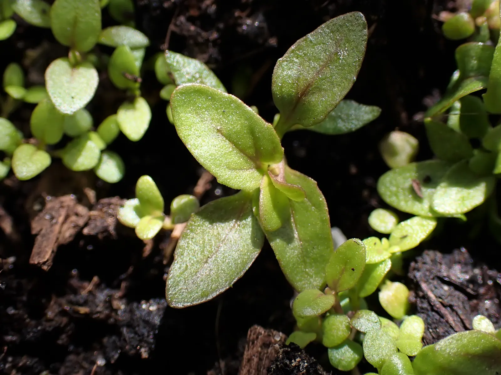 Pennyroyal (Mentha Pulegium) — it boasts petite lavender flowers that cluster into whorls along the stem