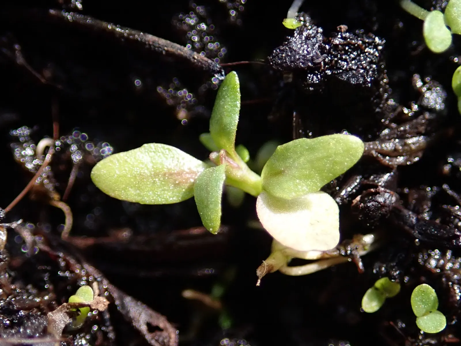 Pennyroyal (Mentha Pulegium) — making it a suitable groundcover or edging plant