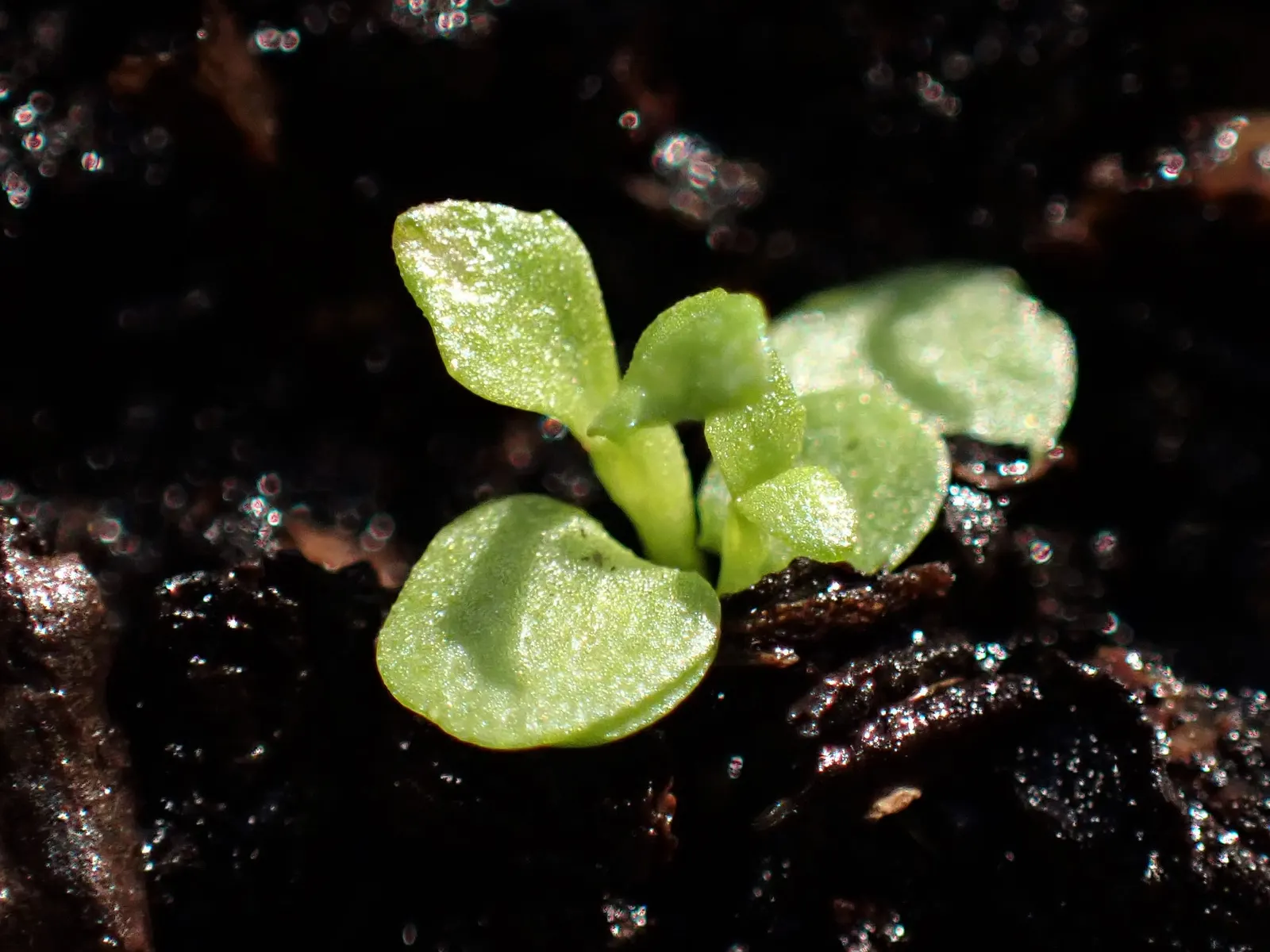 Pennyroyal (Mentha Pulegium) — like many in the mint family; caution is advised in landscapes where pets or children play.<br><br>Our Pennyroyal plants will