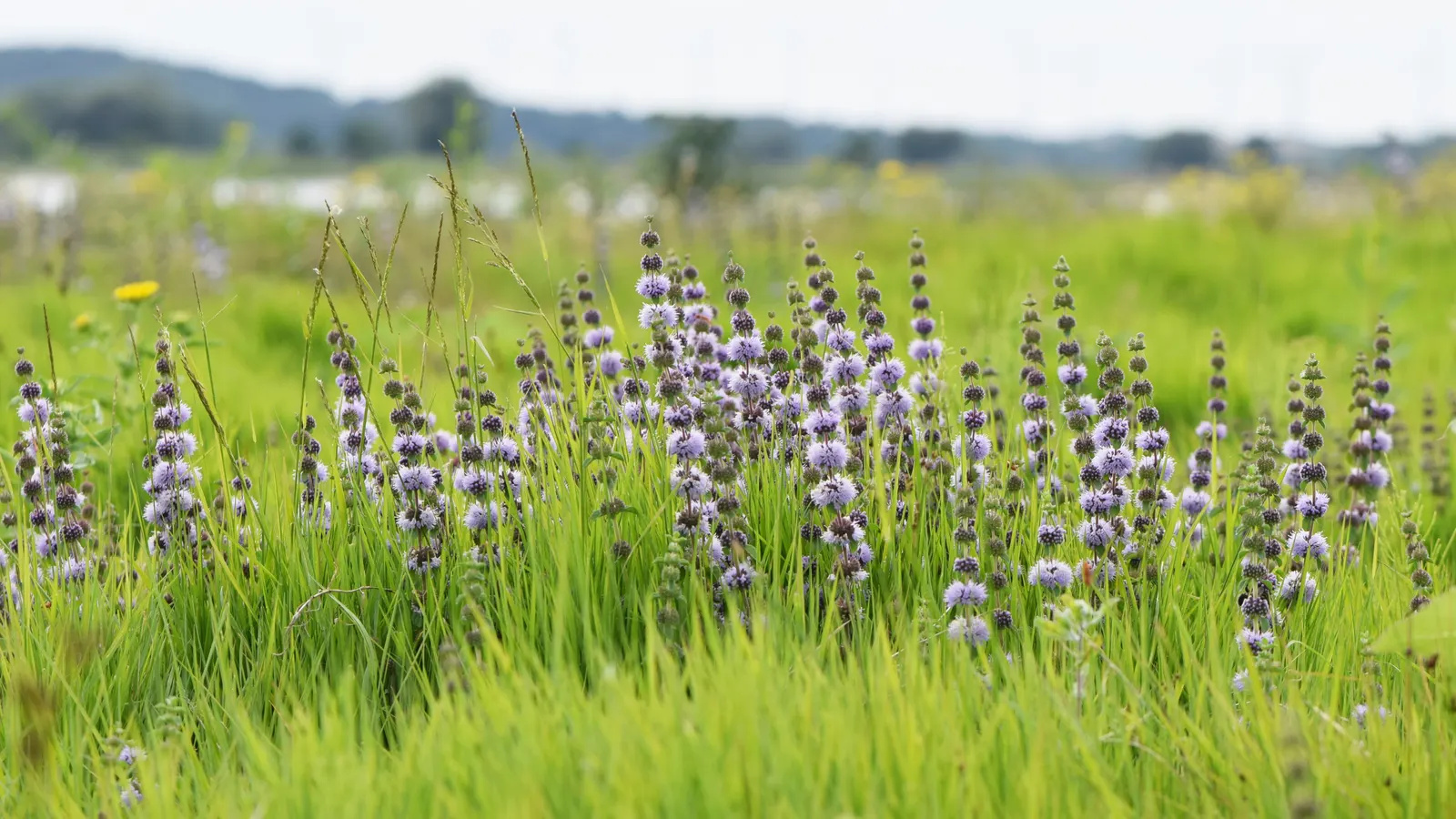 Pennyroyal (Mentha Pulegium) — Pennyroyal (Mentha pulegium) is a creeping perennial herb in the mint family