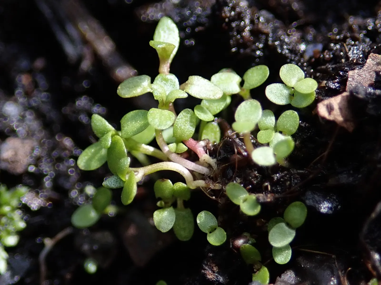Pennyroyal (Mentha Pulegium) — It has a pronounced minty fragrance, standing 6-12 inches tall with small, oval leaves and lilac flowers