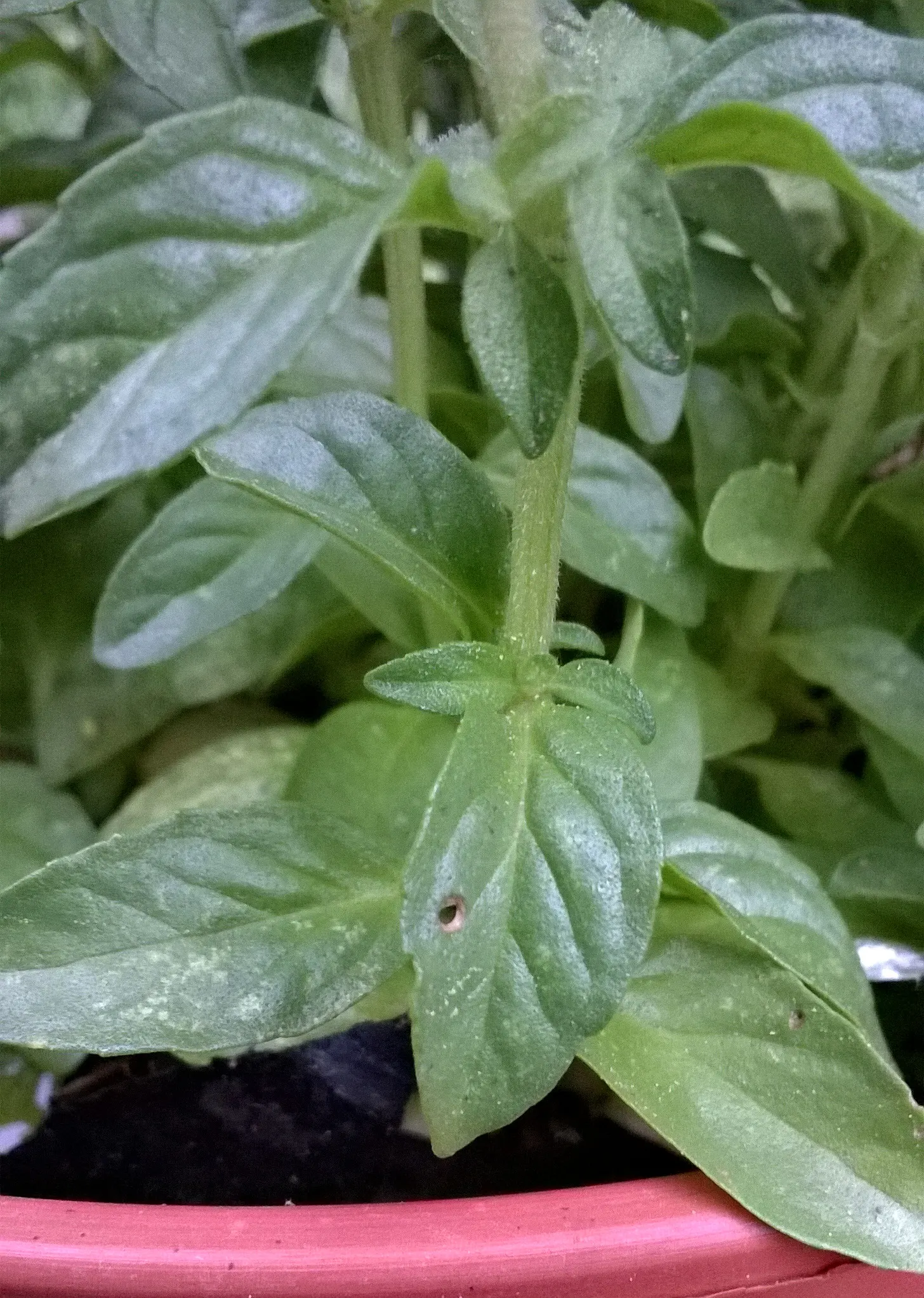 Pennyroyal (Mentha Pulegium) — Pennyroyal repels insects, making it a functional addition to a landscape; aromatic herb hailing from the mint family, image 55