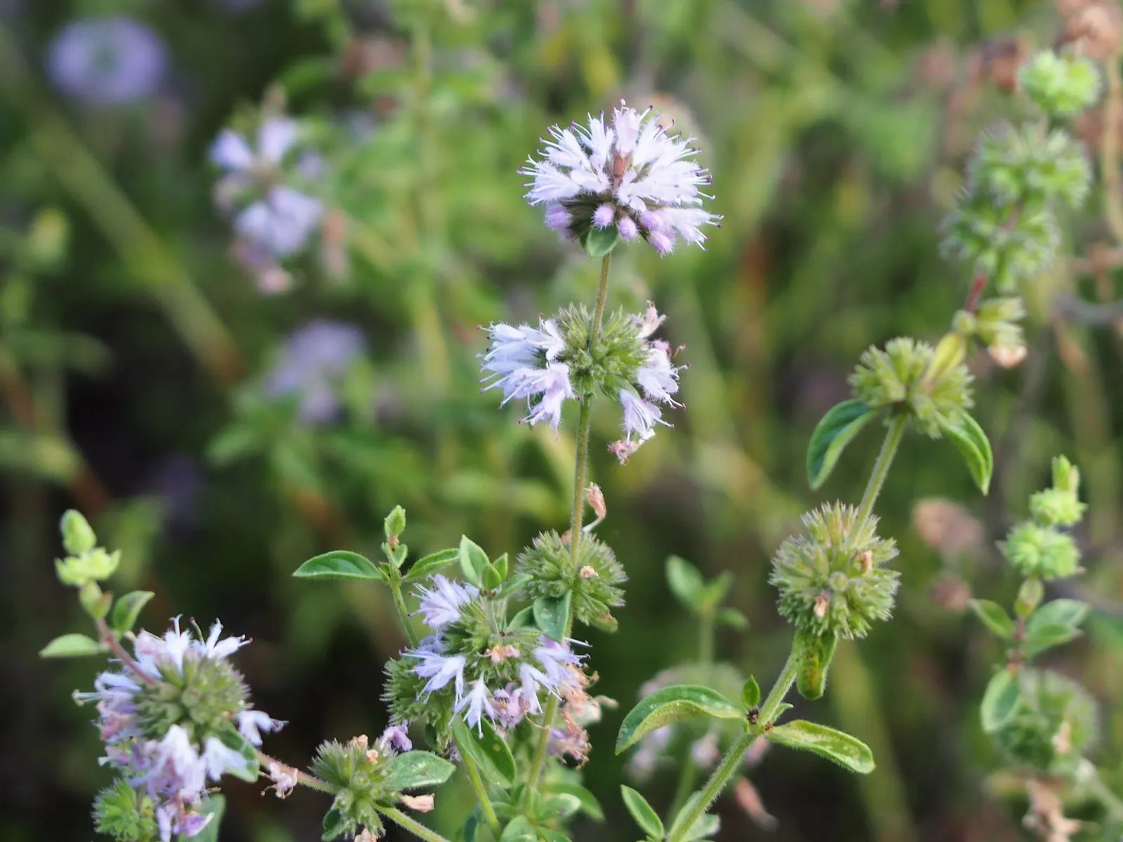 Pennyroyal (Mentha Pulegium) — is potent and can be toxic if ingested or applied topically in concentrated forms; thus; pennyroyal repels insects, making it a