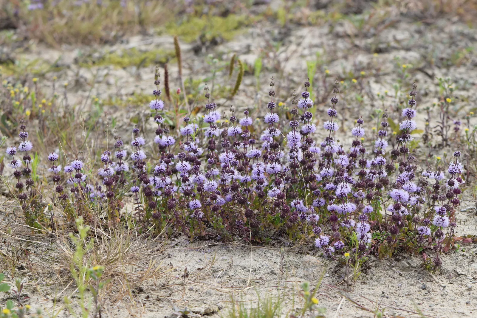Pennyroyal (Mentha Pulegium) — Pennyroyal repels insects, making it a functional addition to a landscape; aromatic herb hailing from the mint family, image 80