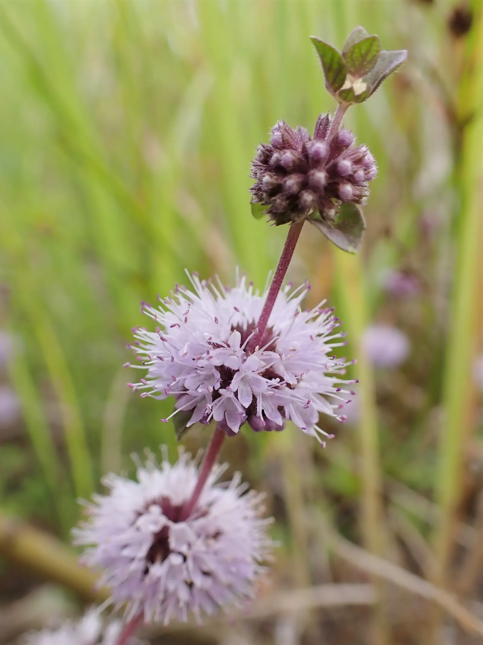 Pennyroyal (Mentha Pulegium) — It has a pronounced minty fragrance, standing 6-12 inches tall with small, oval leaves and lilac flowers; pennyroyal, image 52