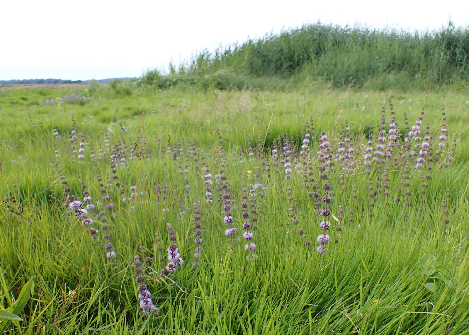 Pennyroyal (Mentha Pulegium) — Pennyroyal flourishes in USDA Hardiness Zones 6 to 9; herb with blue blooms