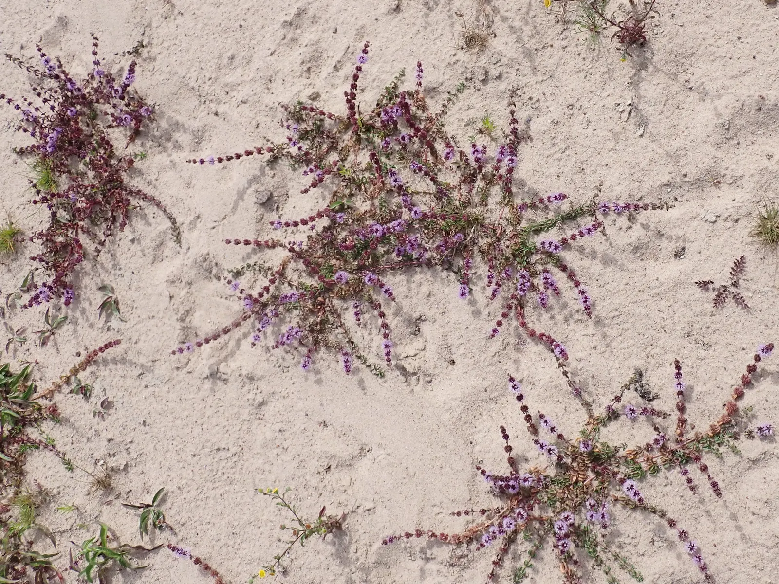 Pennyroyal (Mentha Pulegium) — Pennyroyal flourishes in USDA Hardiness Zones 6 to 9; herb with blue blooms, image 61