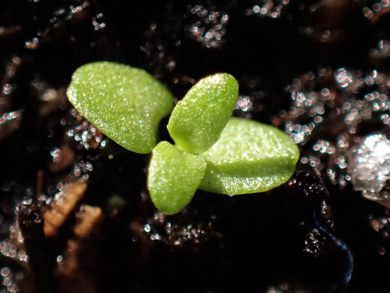 Pennyroyal (Mentha Pulegium) — as it can become invasive if left unchecked.<br><br>Important to note is that Pennyroyal oil; care should be taken to contain