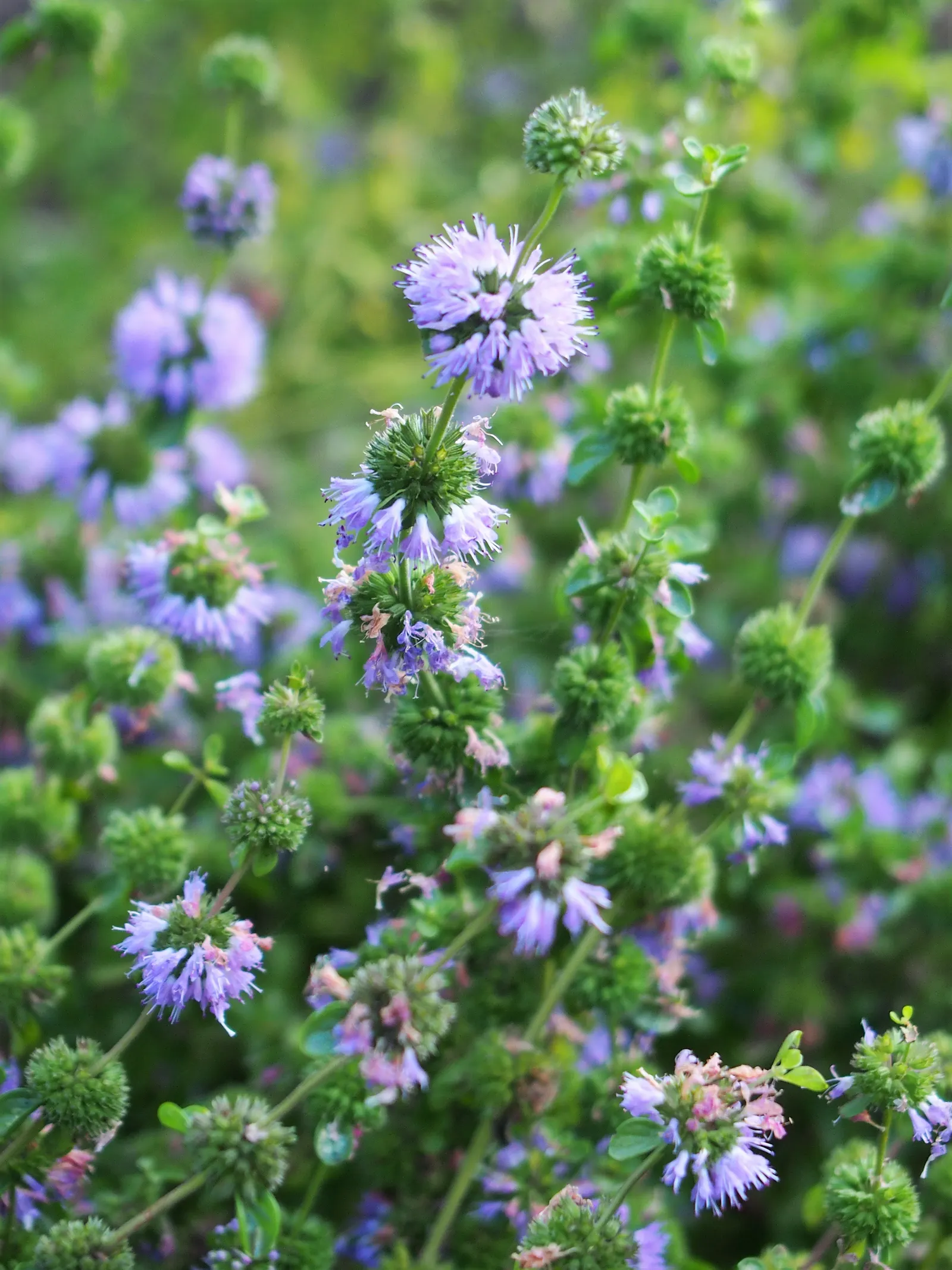 Pennyroyal (Mentha Pulegium) — caution is advised in landscapes where pets or children play.<br><br>Our Pennyroyal plants will provide a lush; exhibiting a
