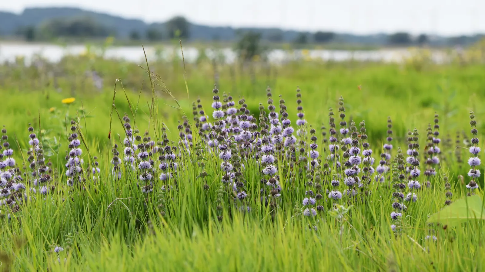 Pennyroyal (Mentha Pulegium) — it reaches a modest height of 10 to 12 inches and spreads out to an approximate span of 18 to 24 inches wide