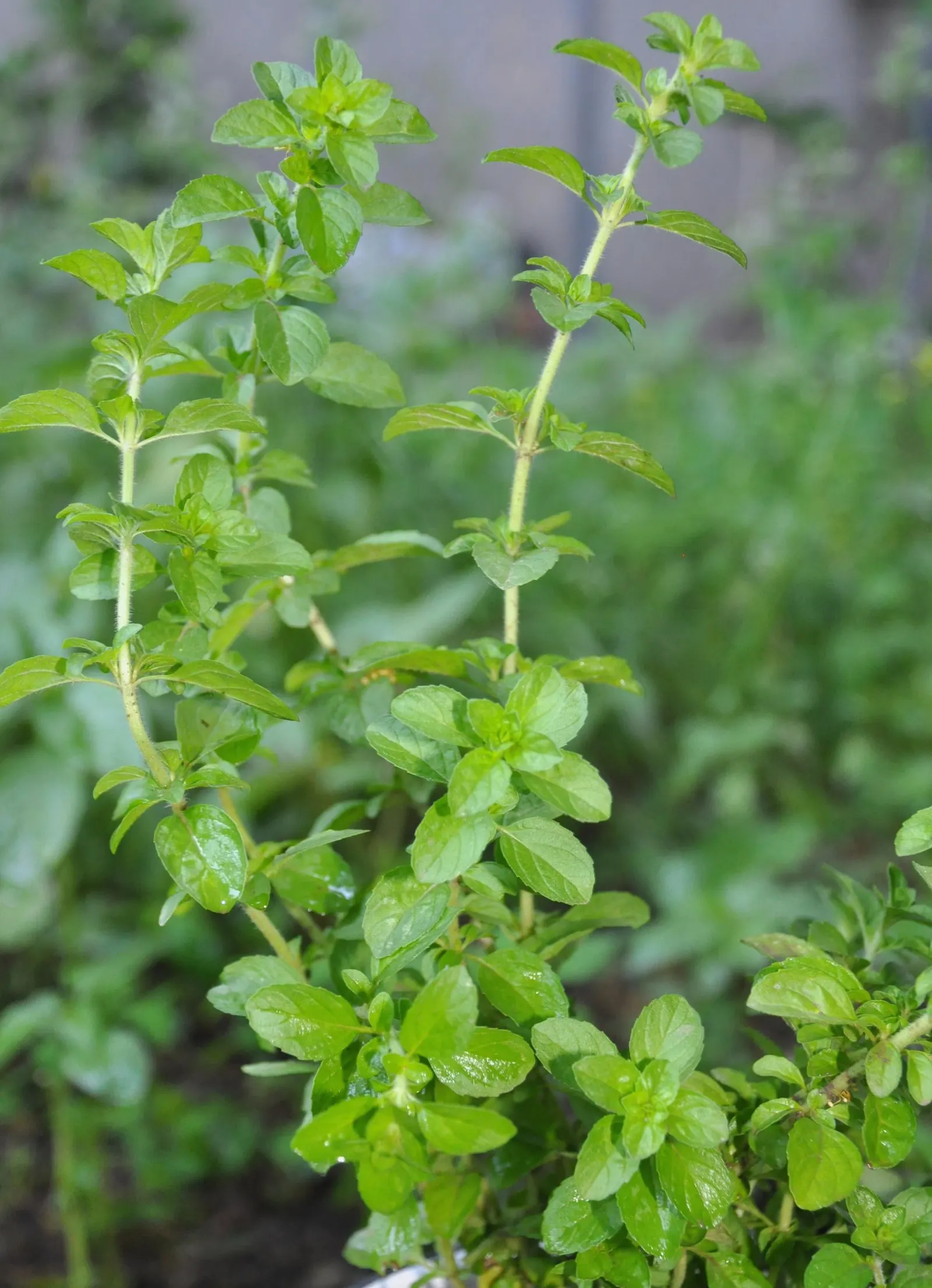 Pennyroyal (Mentha Pulegium) — aromatic herb hailing from the mint family