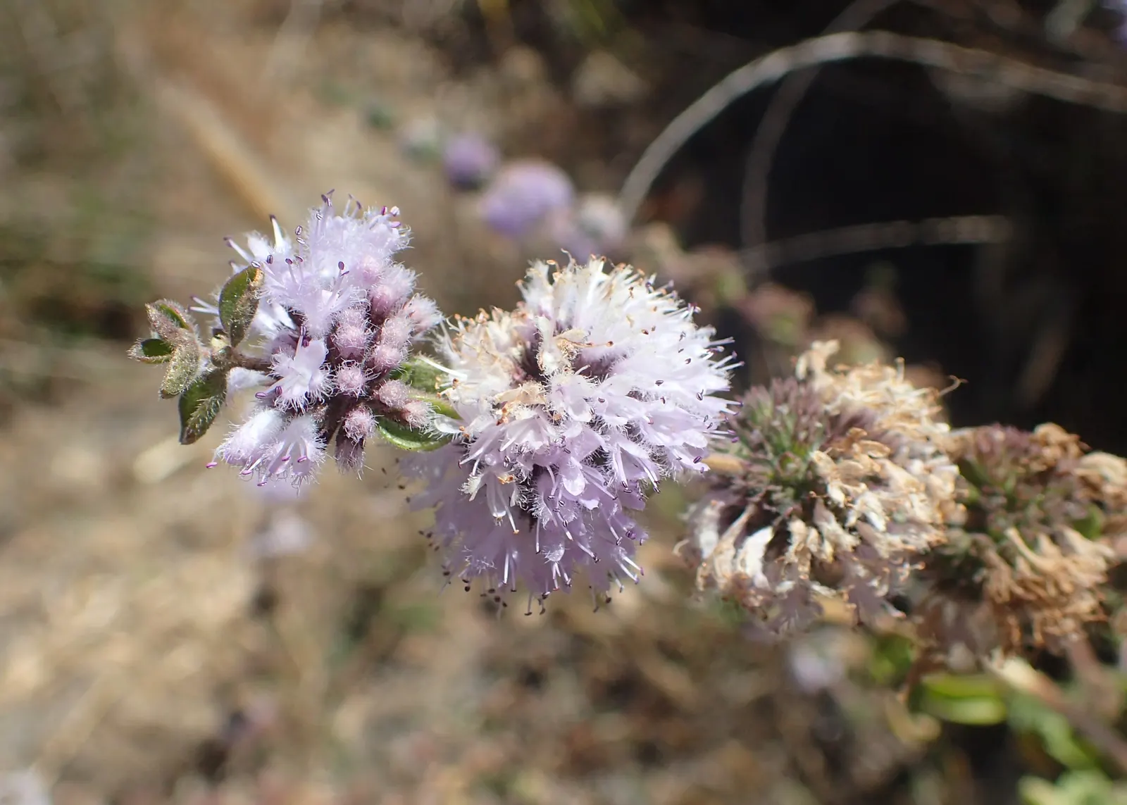 Pennyroyal (Mentha Pulegium) — offering both aesthetic appeal and functional benefits such as natural pest repellence due to its strong scent; pennyroyal