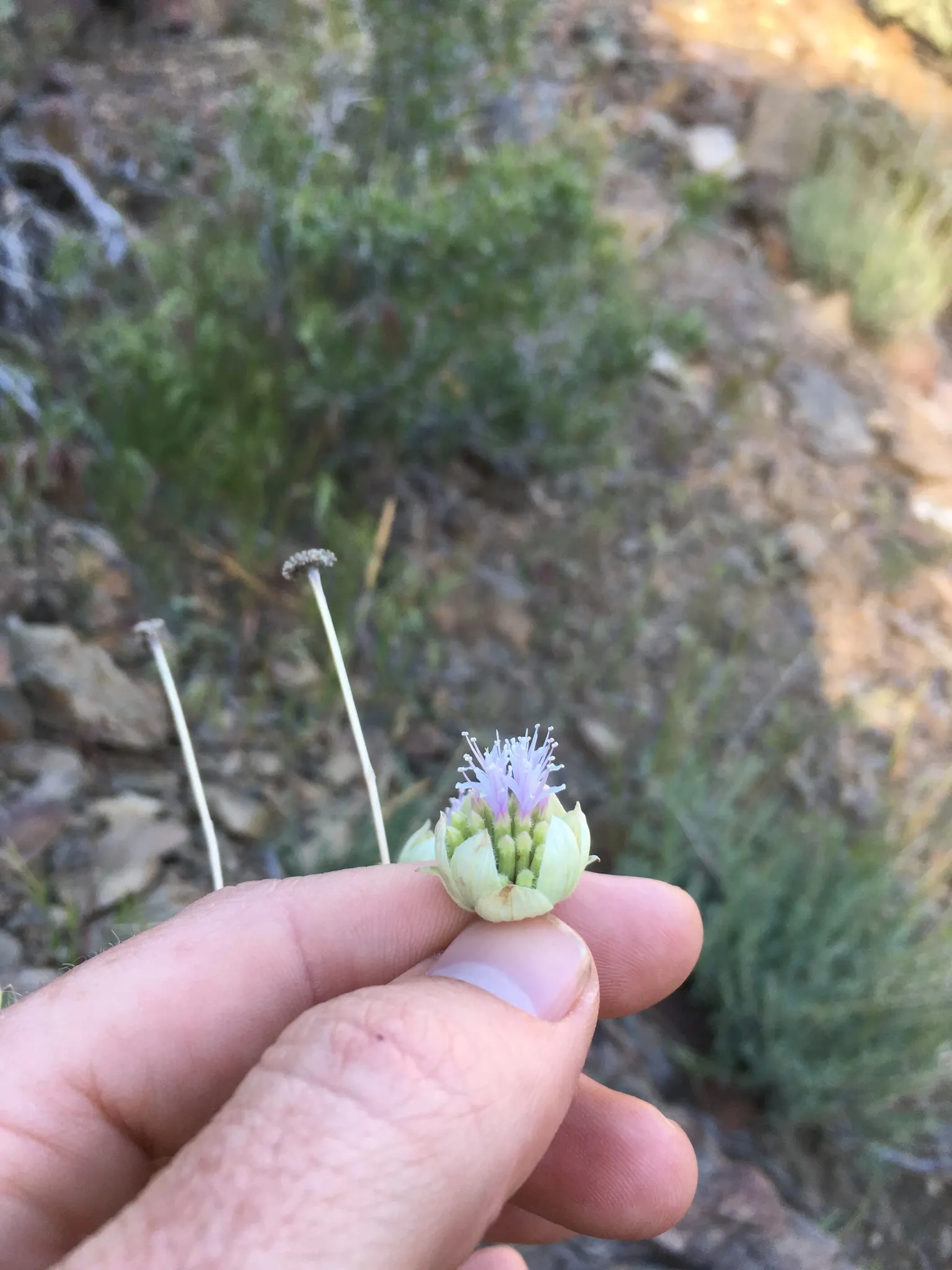 Pennyroyal (Mentha Pulegium) — it boasts petite lavender flowers that cluster into whorls along the stem, image 63