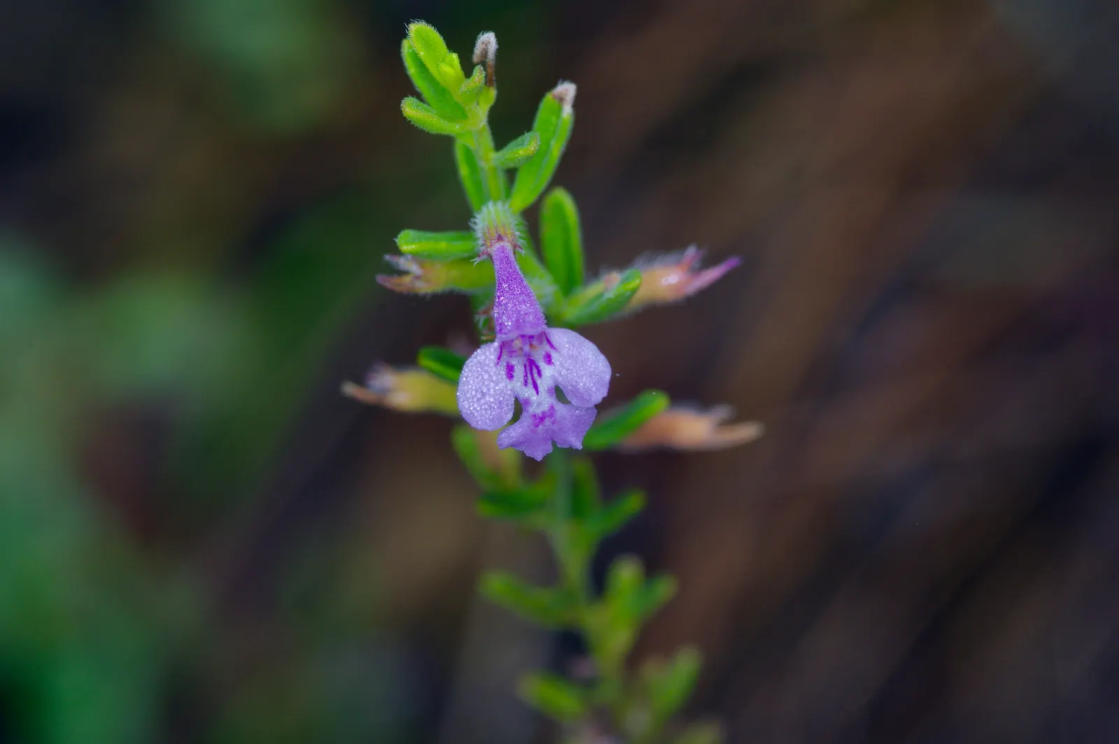 Pennyroyal (Mentha Pulegium) — This ground cover spreads quickly in moist soils and partial shade, ideal for edge plantings or herbal gardens, image 53
