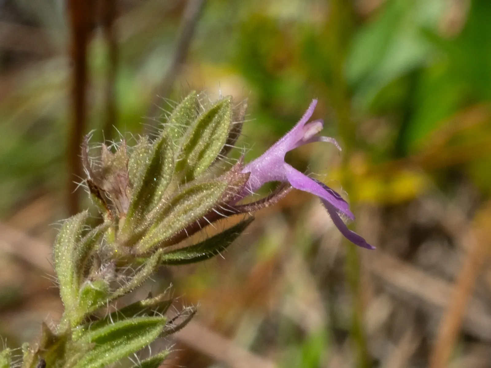 Pennyroyal (Mentha Pulegium) — aromatic herb hailing from the mint family; low-maintenance addition to your landscape design, image 57