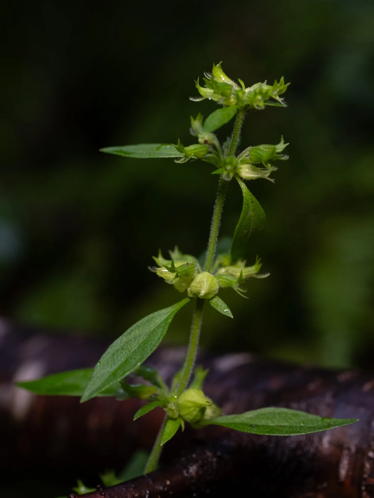 Pennyroyal (Mentha Pulegium) — it reaches a modest height of 10 to 12 inches and spreads out to an approximate span of 18 to 24 inches wide; making it a