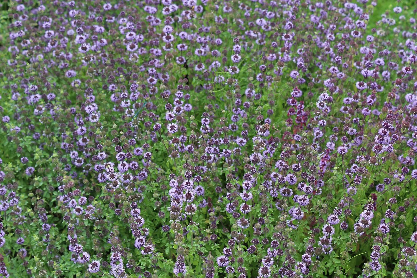Pennyroyal (Mentha Pulegium) — It requires caution as it is toxic when ingested in large quantities; herb for full