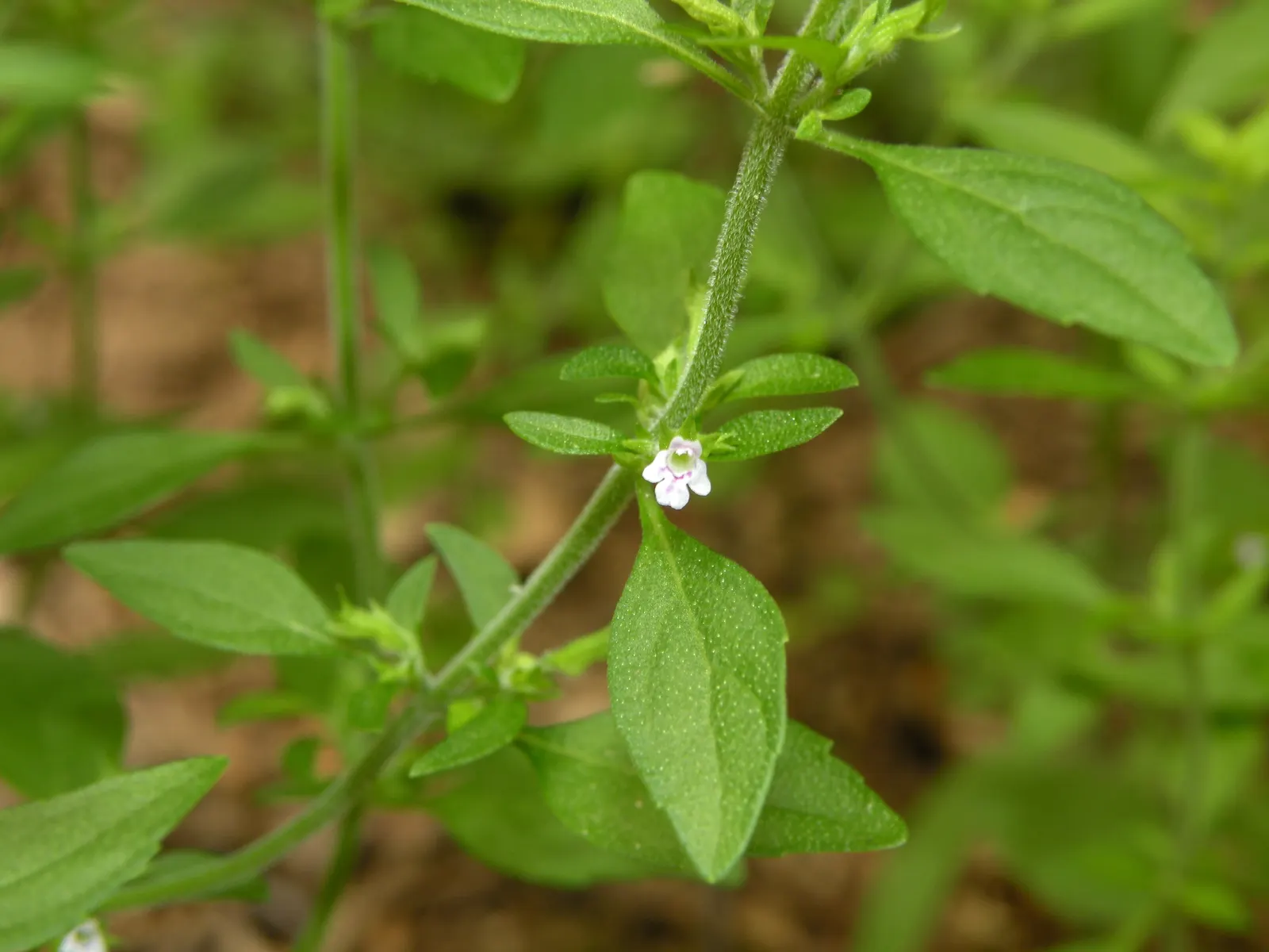 Pennyroyal (Mentha Pulegium) — herb with blue blooms