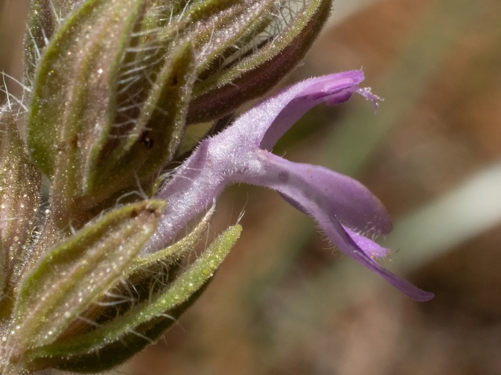 Pennyroyal (Mentha Pulegium) — blue flowers in the garden; renowned for its distinctive minty fragrance