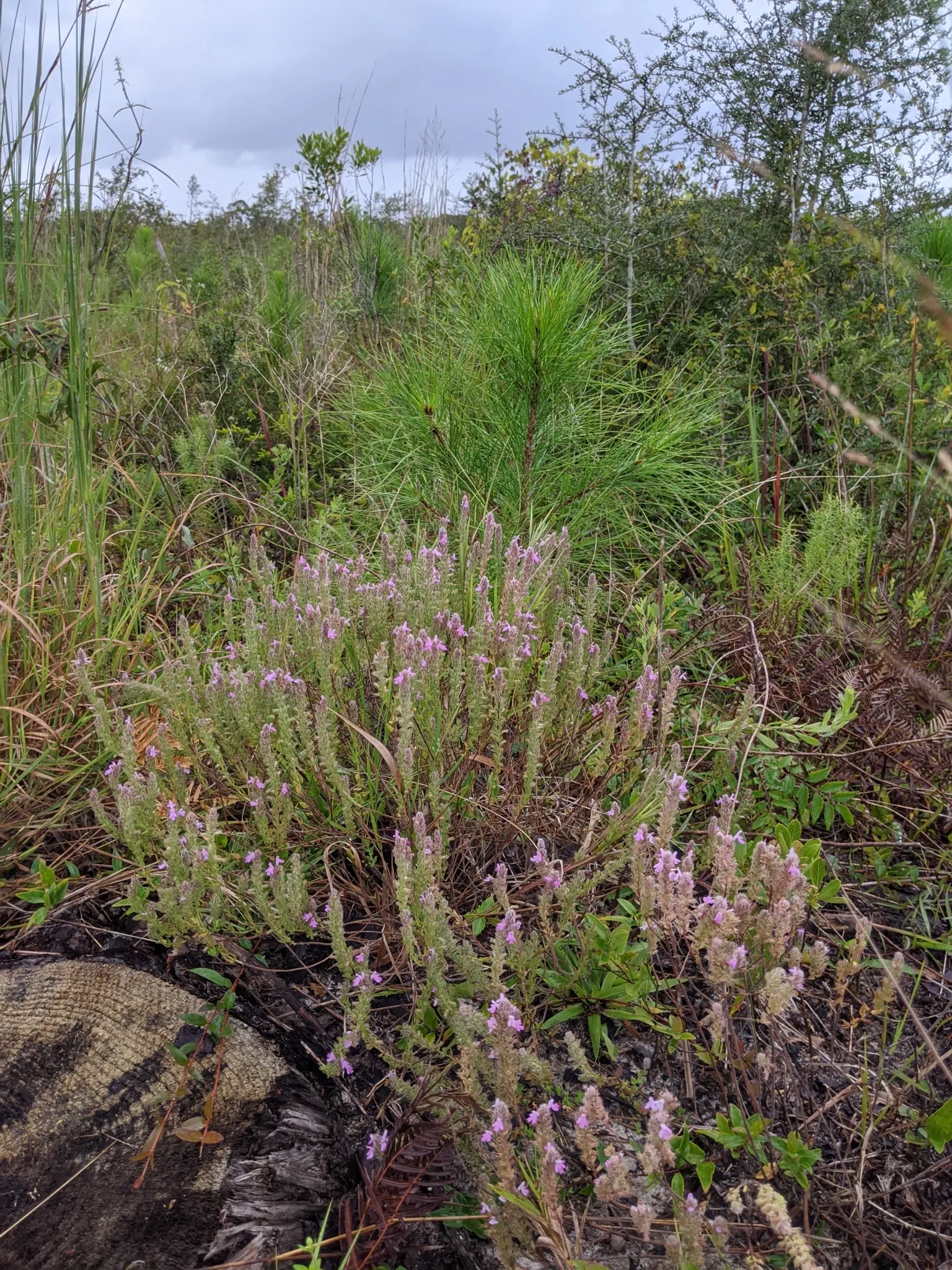 Pennyroyal (Mentha Pulegium) — it boasts petite lavender flowers that cluster into whorls along the stem, image 38