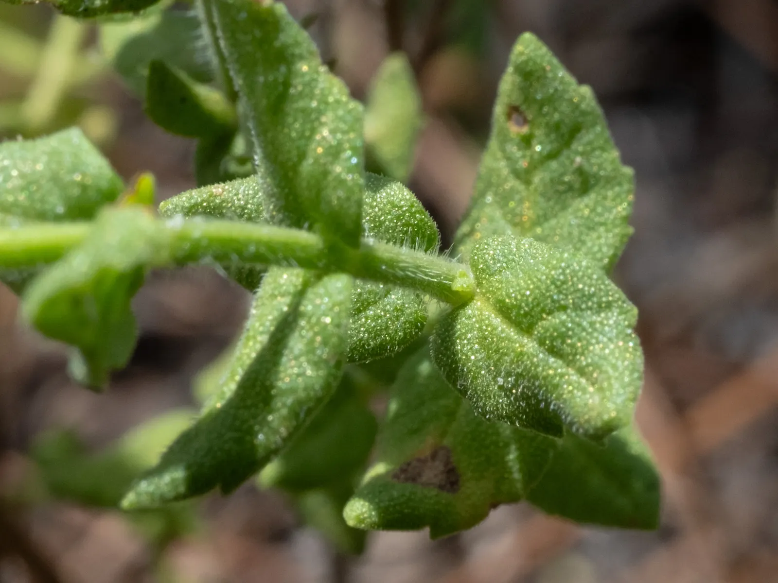 Pennyroyal (Mentha Pulegium) — It requires caution as it is toxic when ingested in large quantities; herb for full, image 54