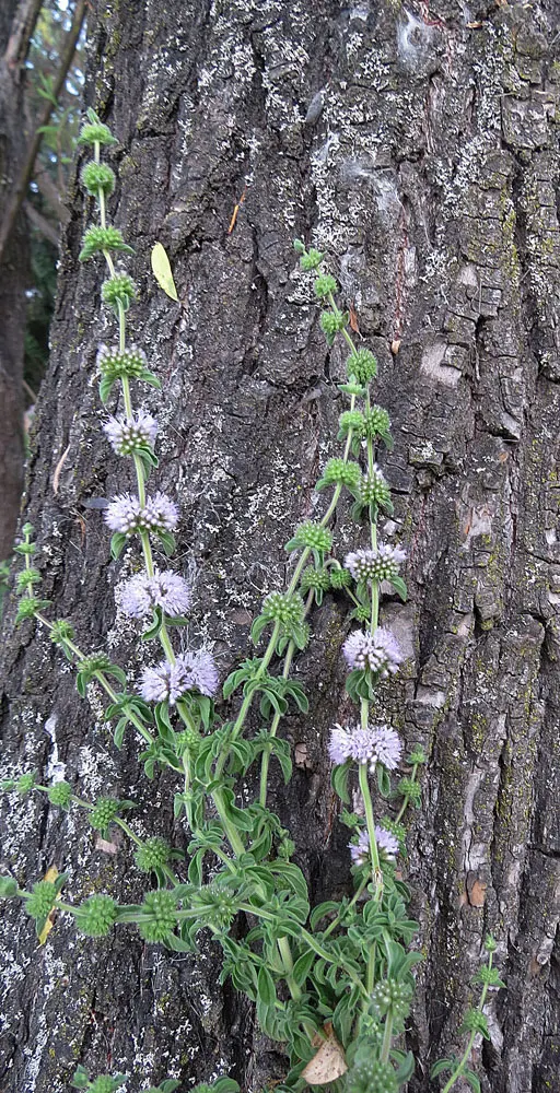 Pennyroyal (Mentha Pulegium) — caution is advised in landscapes where pets or children play.<br><br>Our Pennyroyal plants will provide a lush