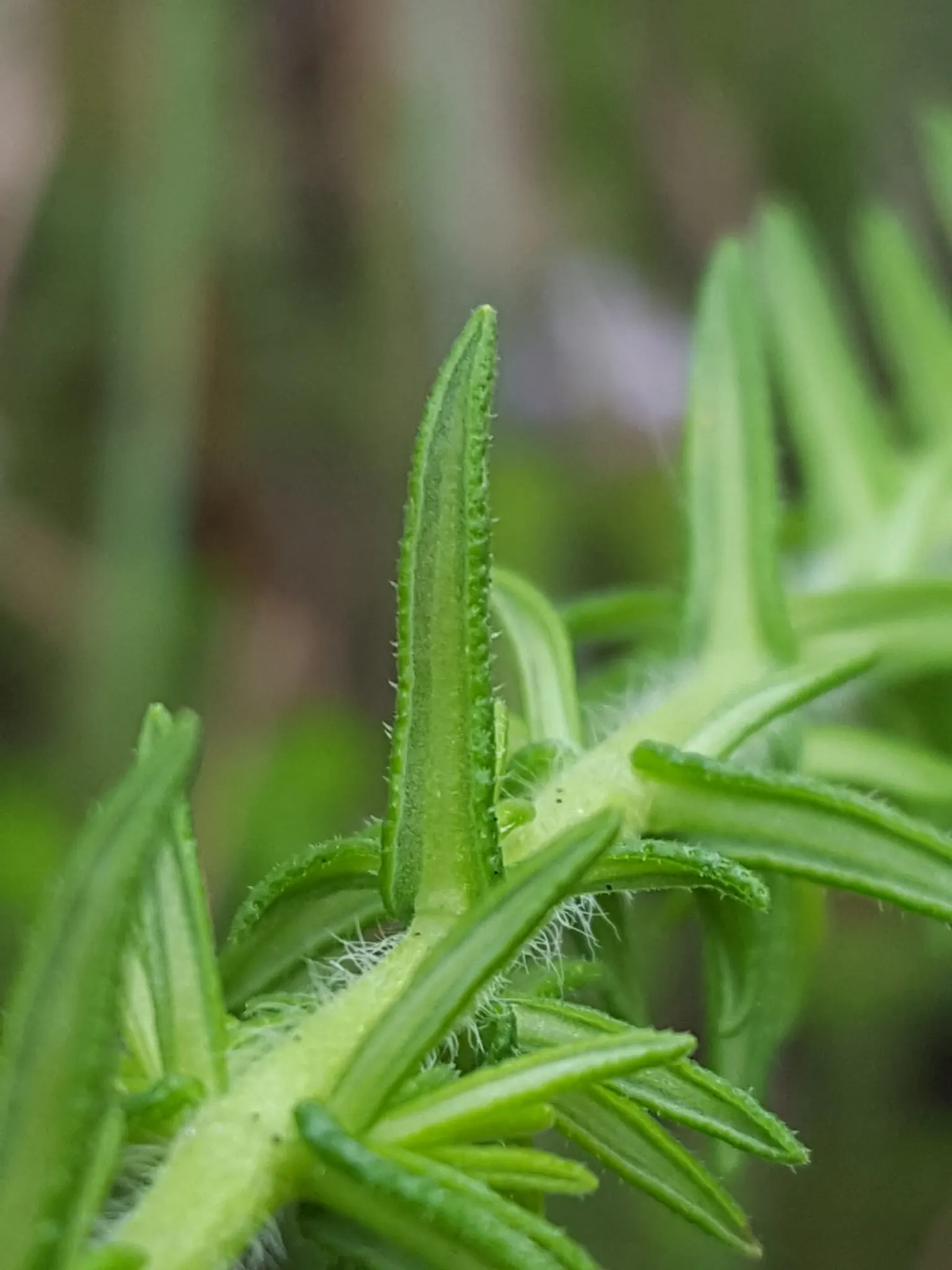 Pennyroyal (Mentha Pulegium) — herb for full