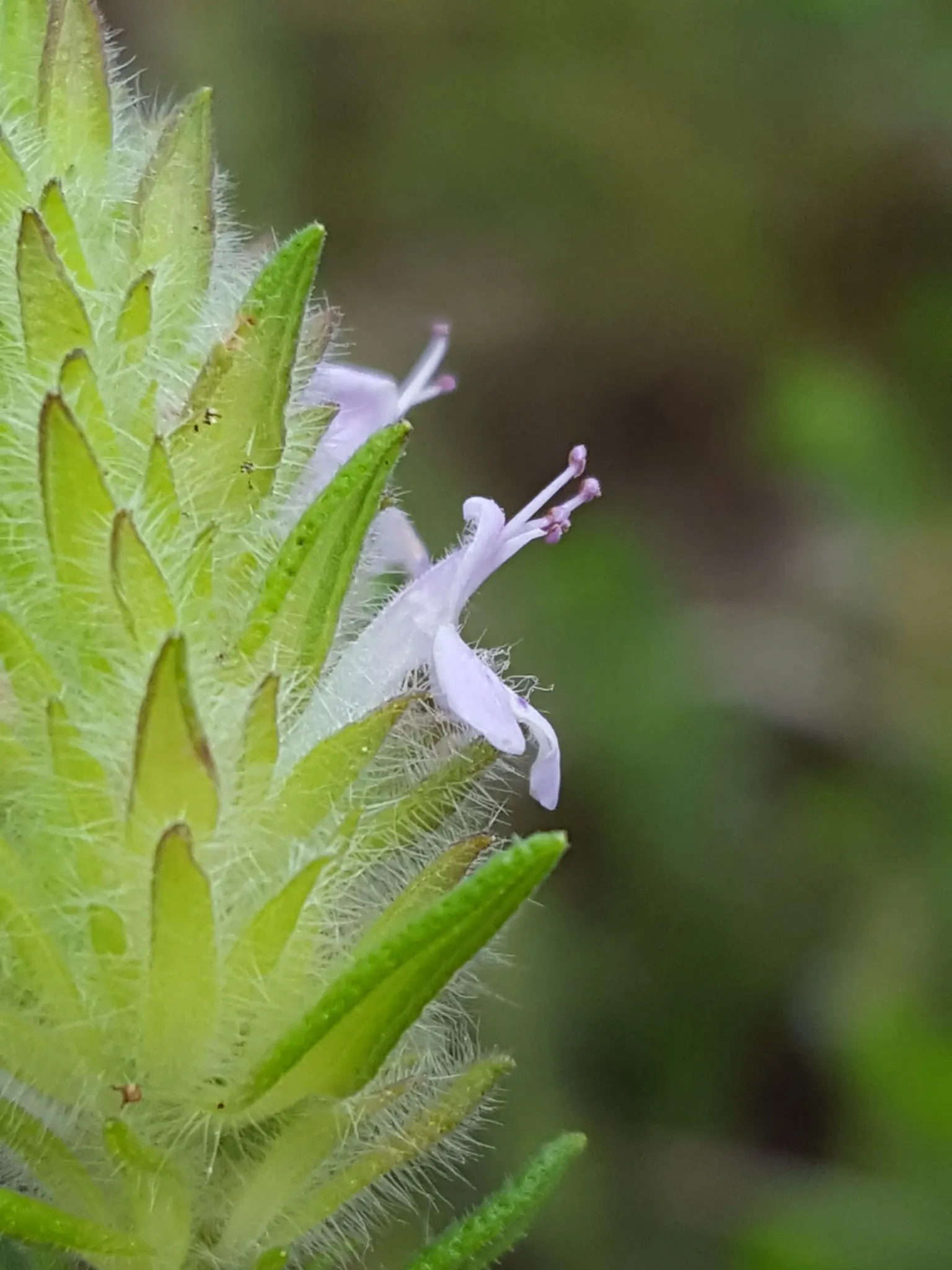 Pennyroyal (Mentha Pulegium) — scientifically designated as Mentha pulegium