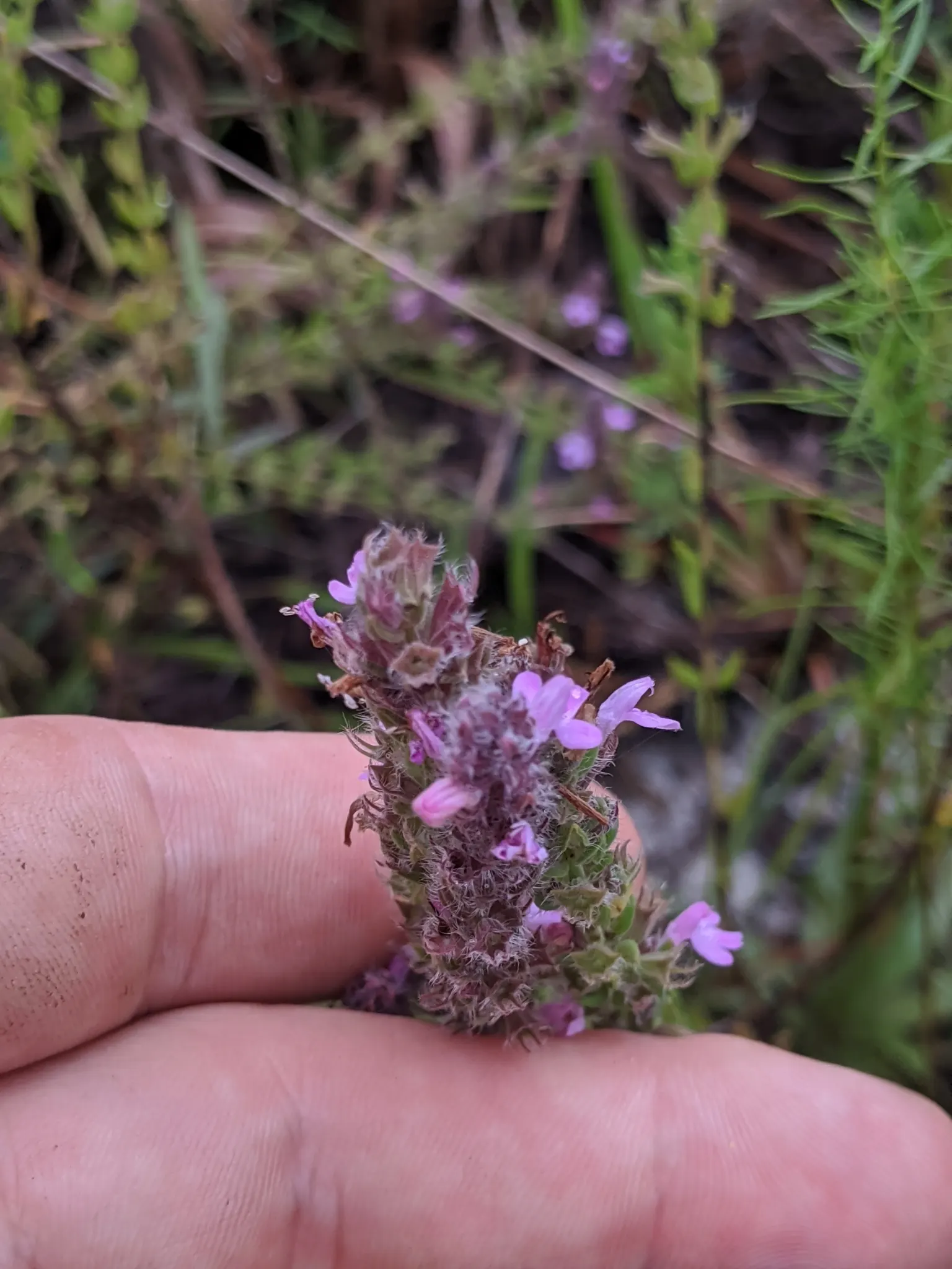 Pennyroyal (Mentha Pulegium) — Pennyroyal (Mentha pulegium) is a creeping perennial herb in the mint family; it requires caution as it is toxic, image 51