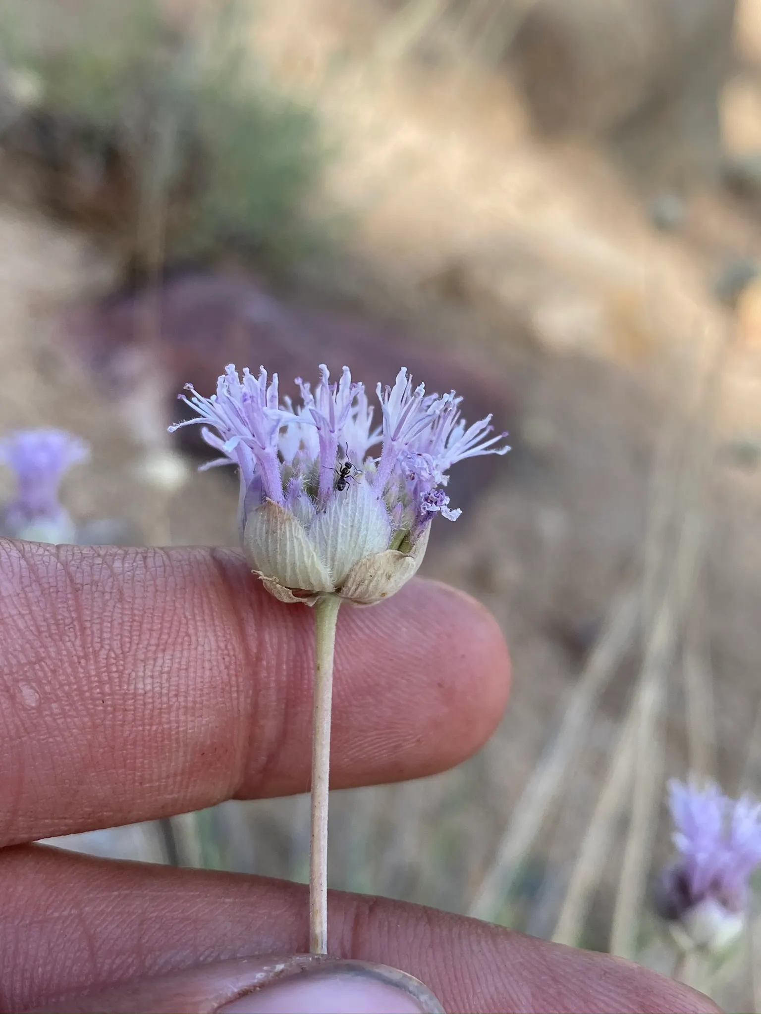 Pennyroyal (Mentha Pulegium) — making it a suitable groundcover or edging plant; as it can become invasive if left unchecked.<br><br>Important to, image 60