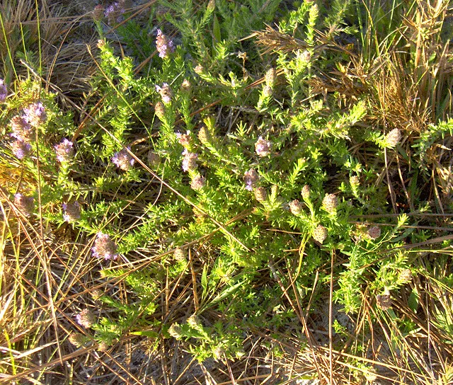 Pennyroyal (Mentha Pulegium) — Pennyroyal flourishes in USDA Hardiness Zones 6 to 9