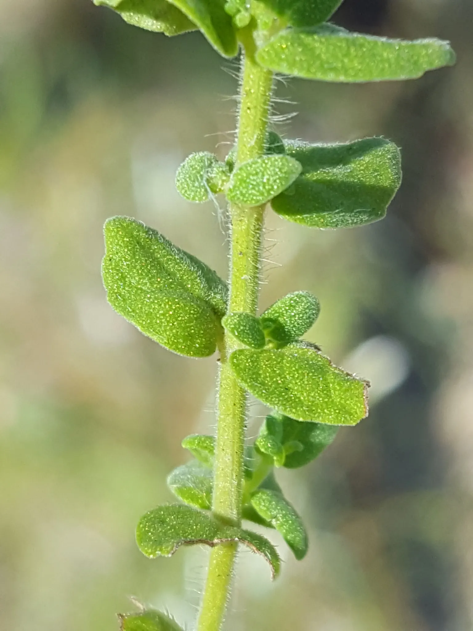 Pennyroyal (Mentha Pulegium) — Care should be taken to contain its growth