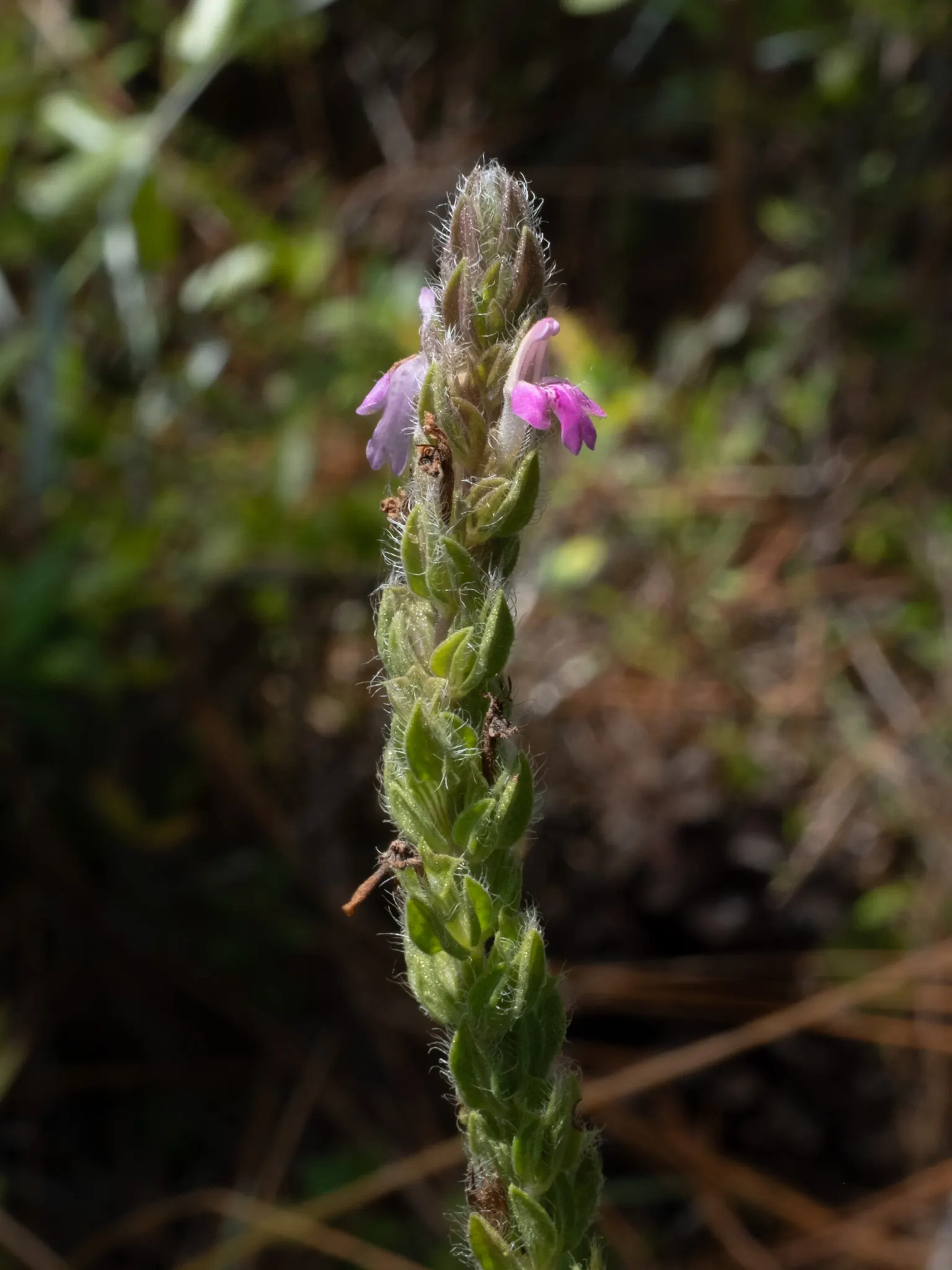 Pennyroyal (Mentha Pulegium) — herb with blue blooms; it prefers consistent moisture without becoming waterlogged