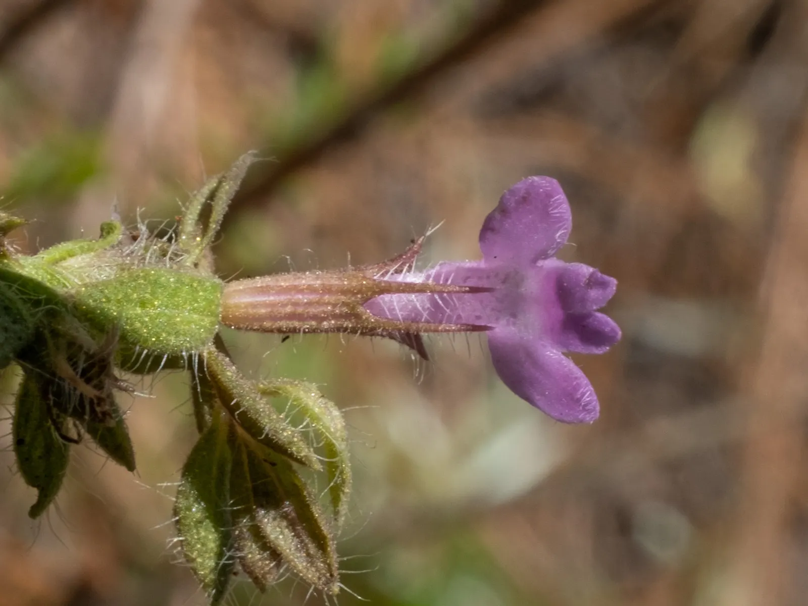 Pennyroyal (Mentha Pulegium) — Pennyroyal repels insects, making it a functional addition to a landscape; aromatic herb hailing from the mint family