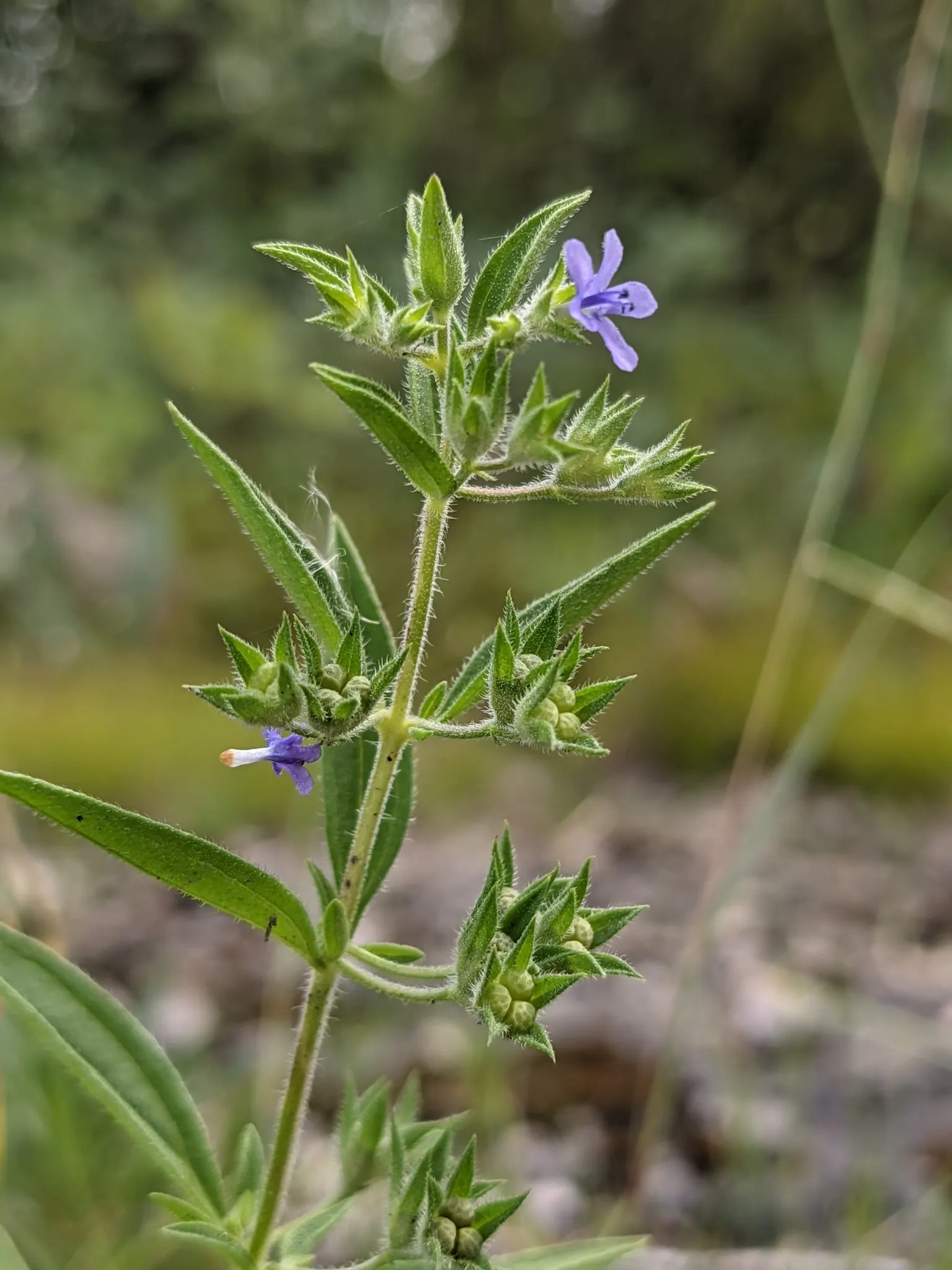 Pennyroyal (Mentha Pulegium) — exhibiting a deep green hue that can add a textural contrast amidst other garden plants; scientifically designated, image 62