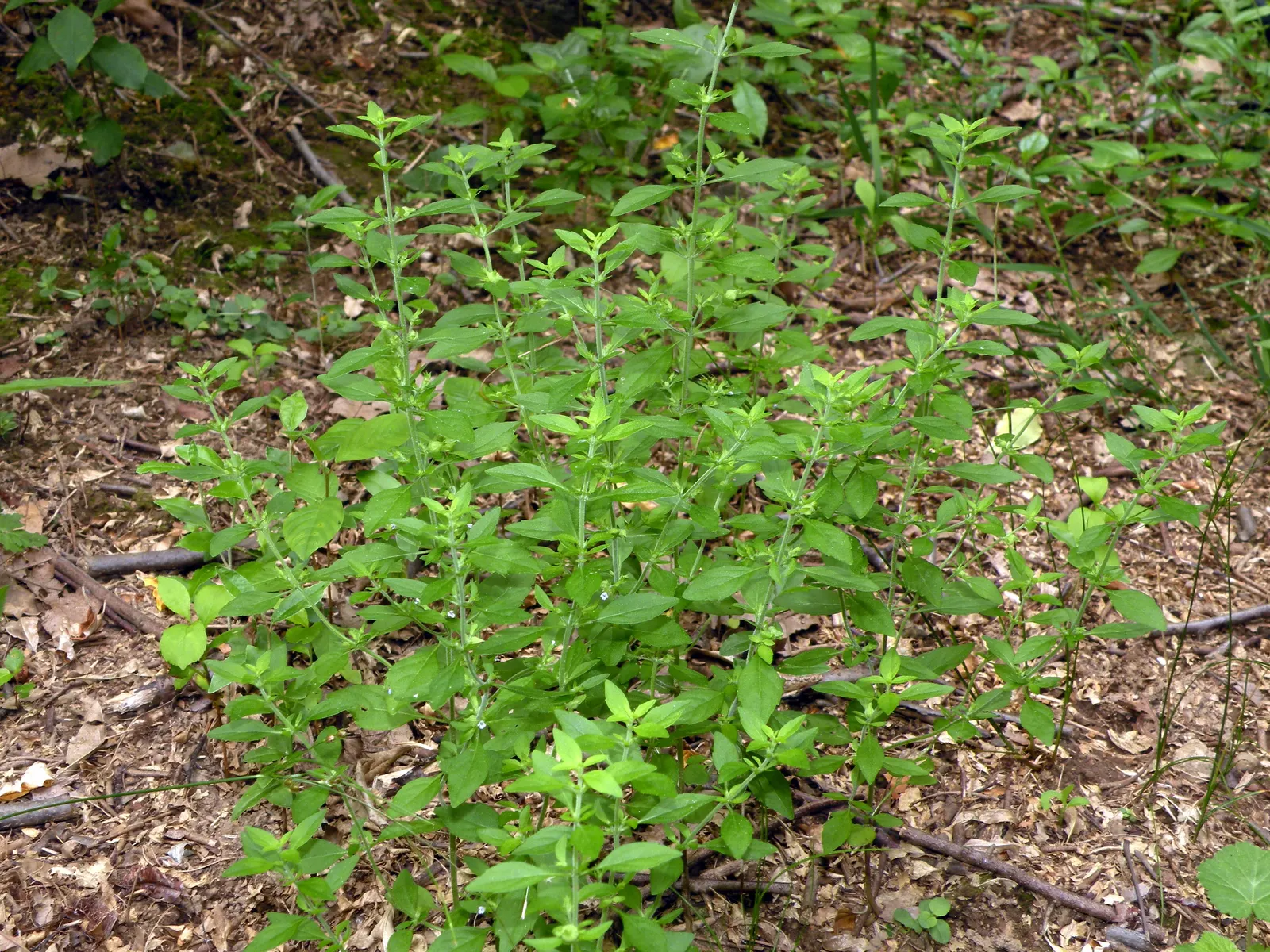 Pennyroyal (Mentha Pulegium) — is potent and can be toxic if ingested or applied topically in concentrated forms; thus