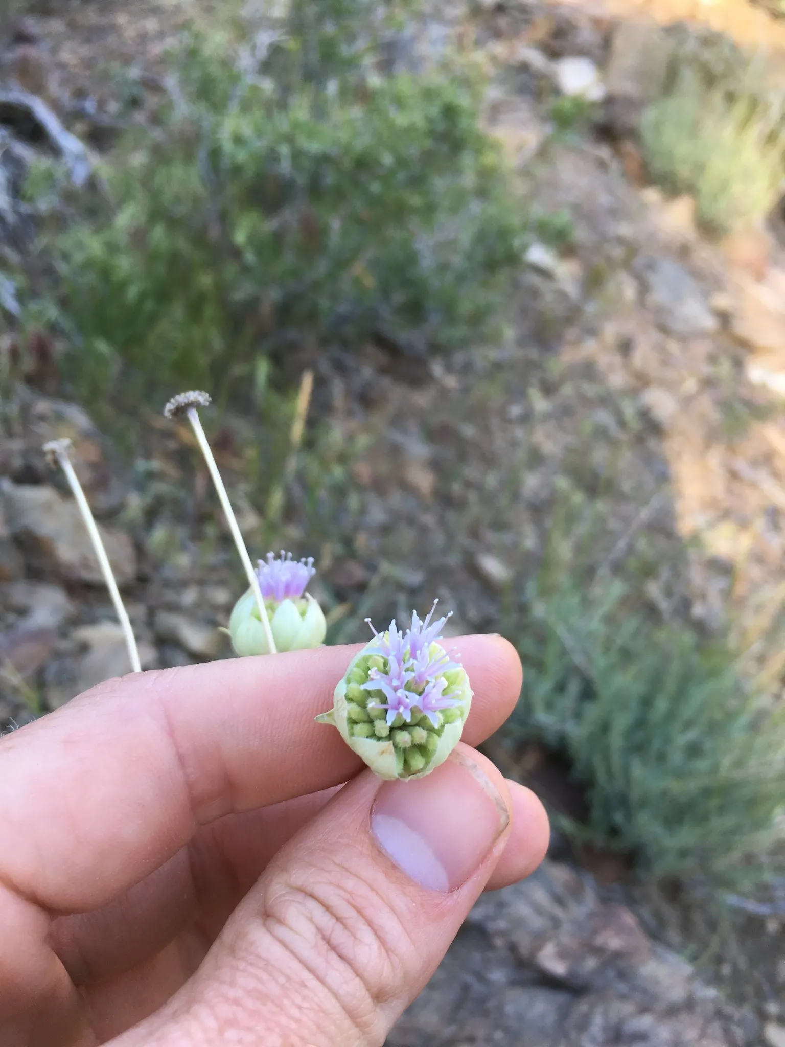 Pennyroyal (Mentha Pulegium) — exhibiting a deep green hue that can add a textural contrast amidst other garden plants