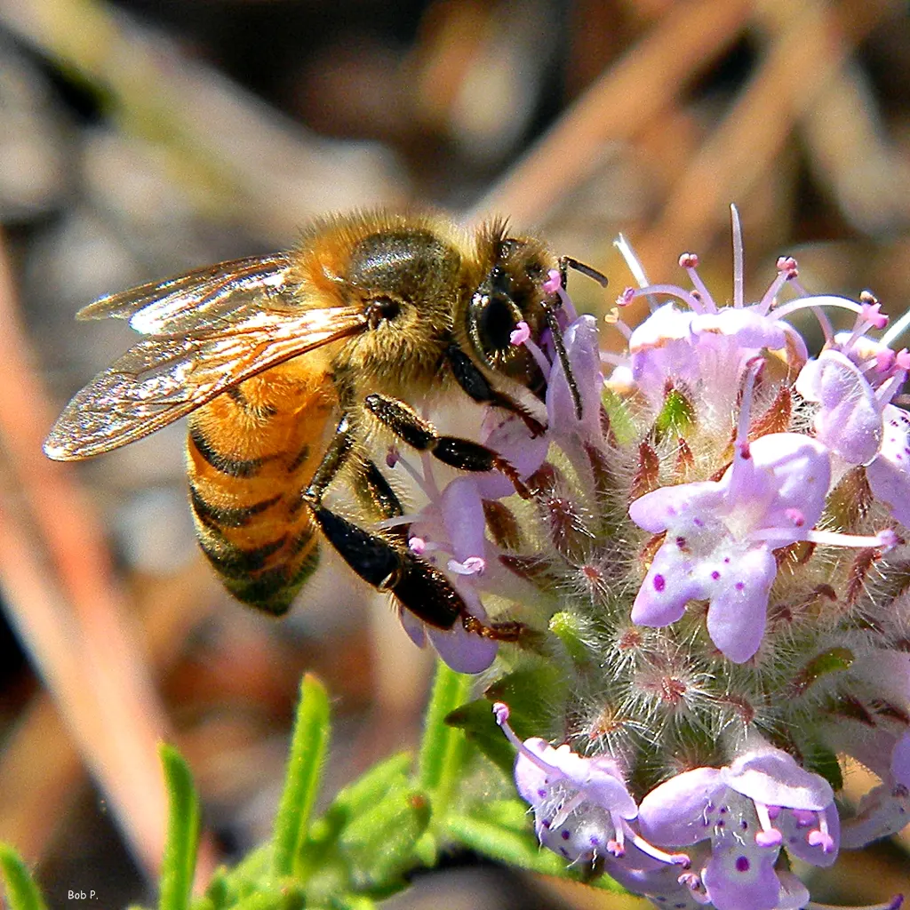 Pennyroyal (Mentha Pulegium) — it prefers consistent moisture without becoming waterlogged
