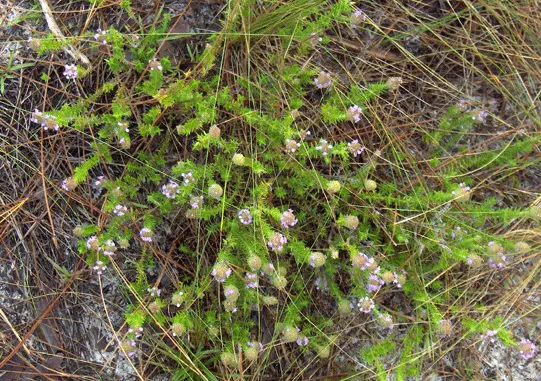 Pennyroyal (Mentha Pulegium) — This ground cover spreads quickly in moist soils and partial shade, ideal for edge plantings or herbal gardens
