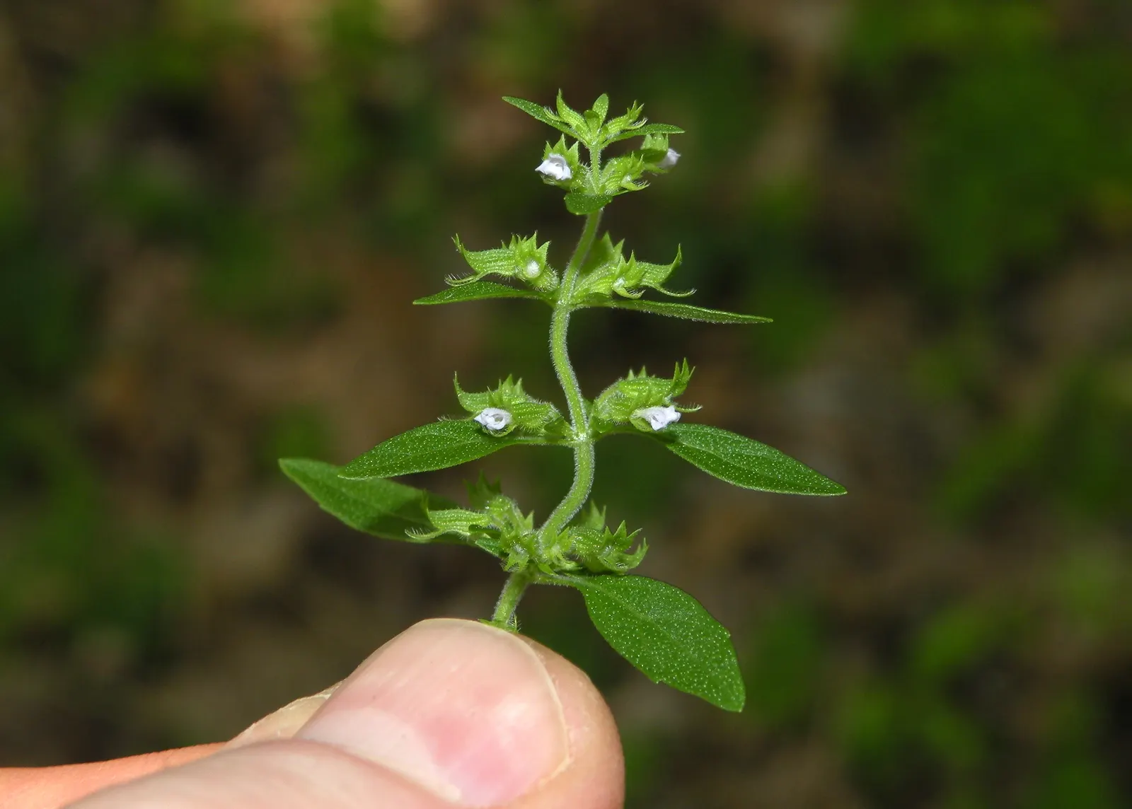 Pennyroyal (Mentha Pulegium) — as it can become invasive if left unchecked.<br><br>Important to note is that Pennyroyal oil