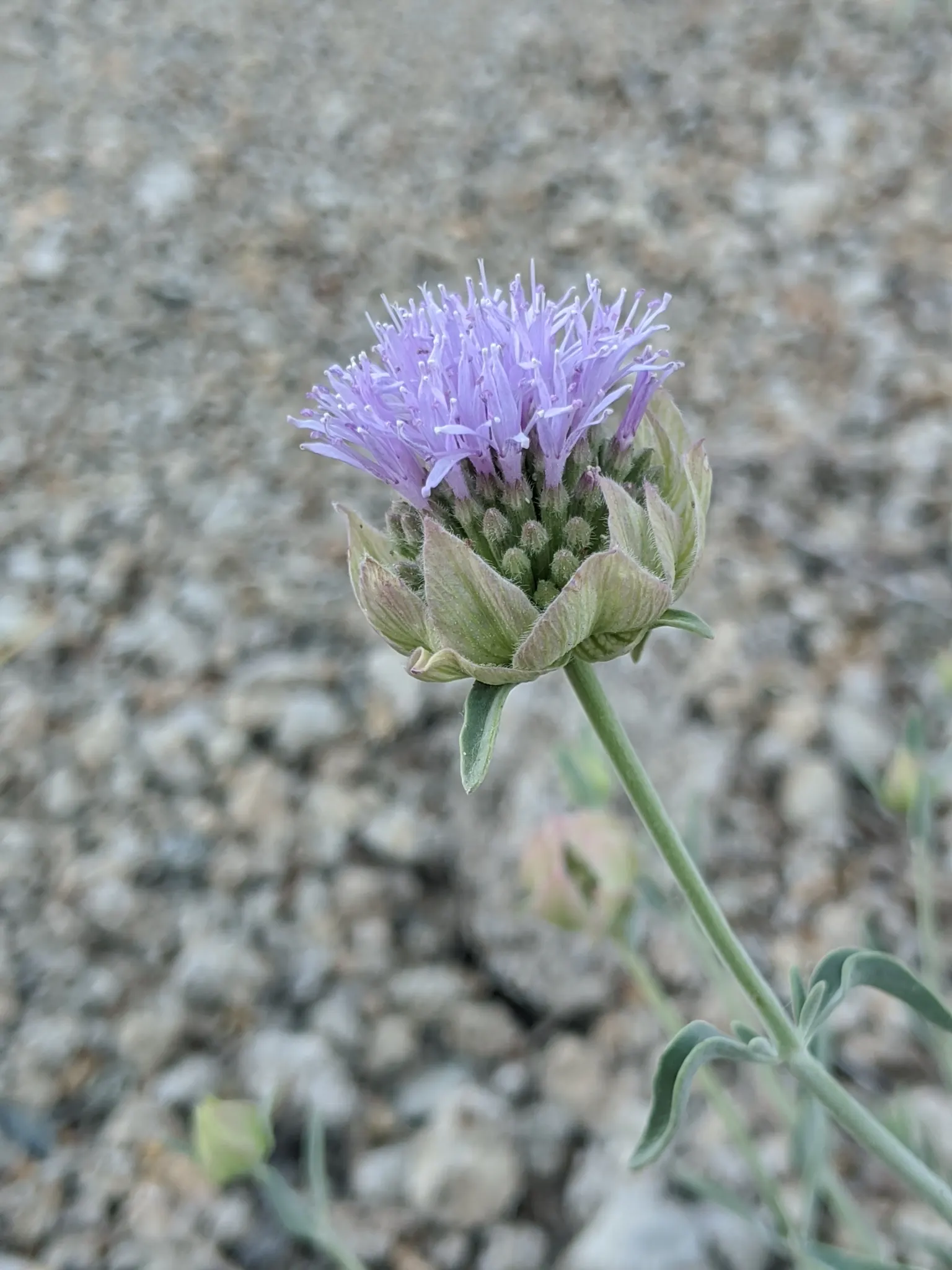 Pennyroyal (Mentha Pulegium) — Renowned for its distinctive minty fragrance; this ground cover spreads quickly in moist soils and partial shade, ideal for edge
