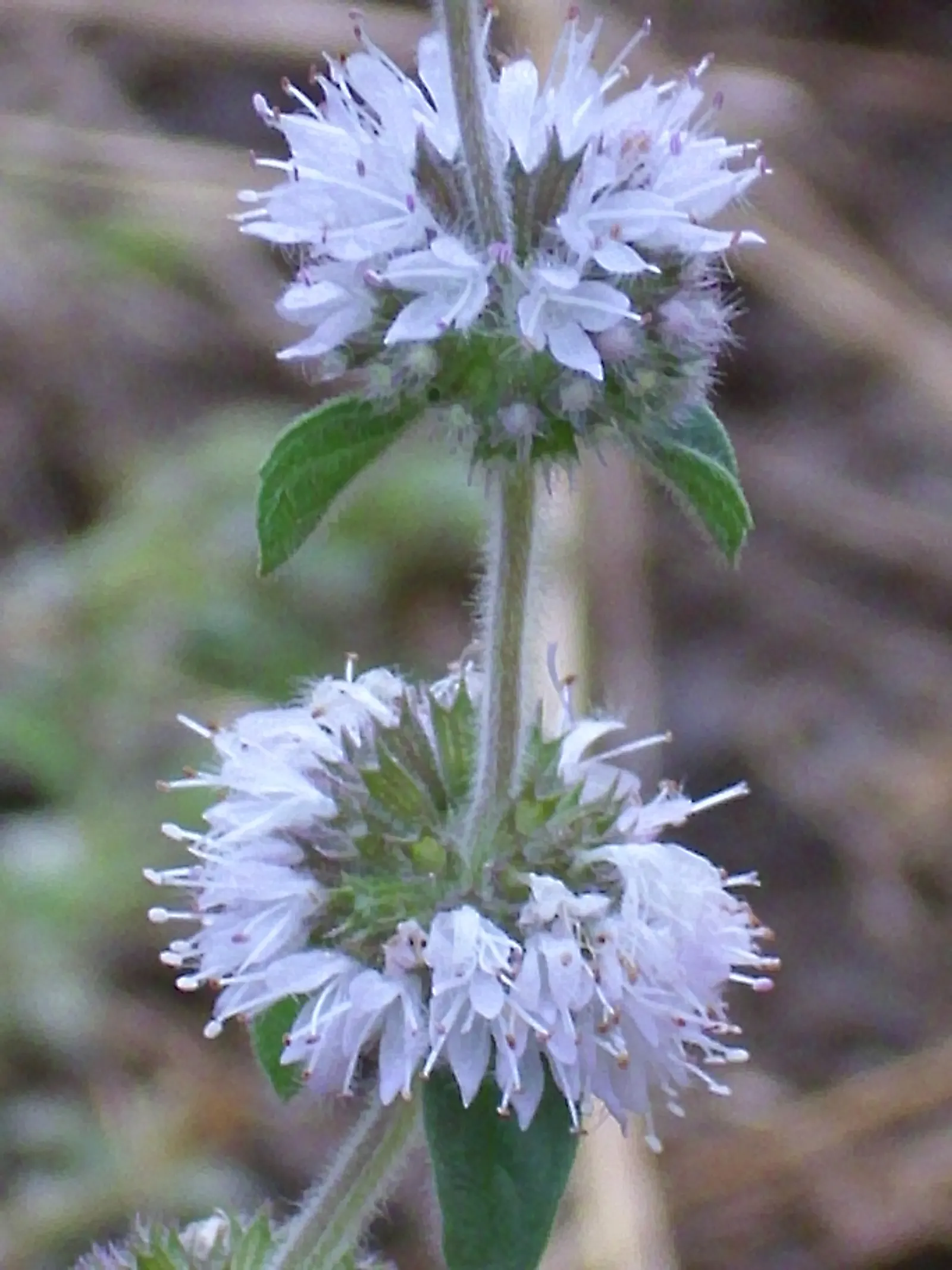 Pennyroyal (Mentha Pulegium) — scientifically designated as Mentha pulegium; like many in the mint family