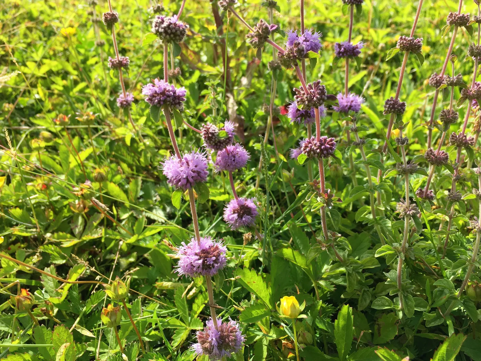 Pennyroyal (Mentha Pulegium) — Renowned for its distinctive minty fragrance; this ground cover spreads quickly in moist soils and partial shade, image 83