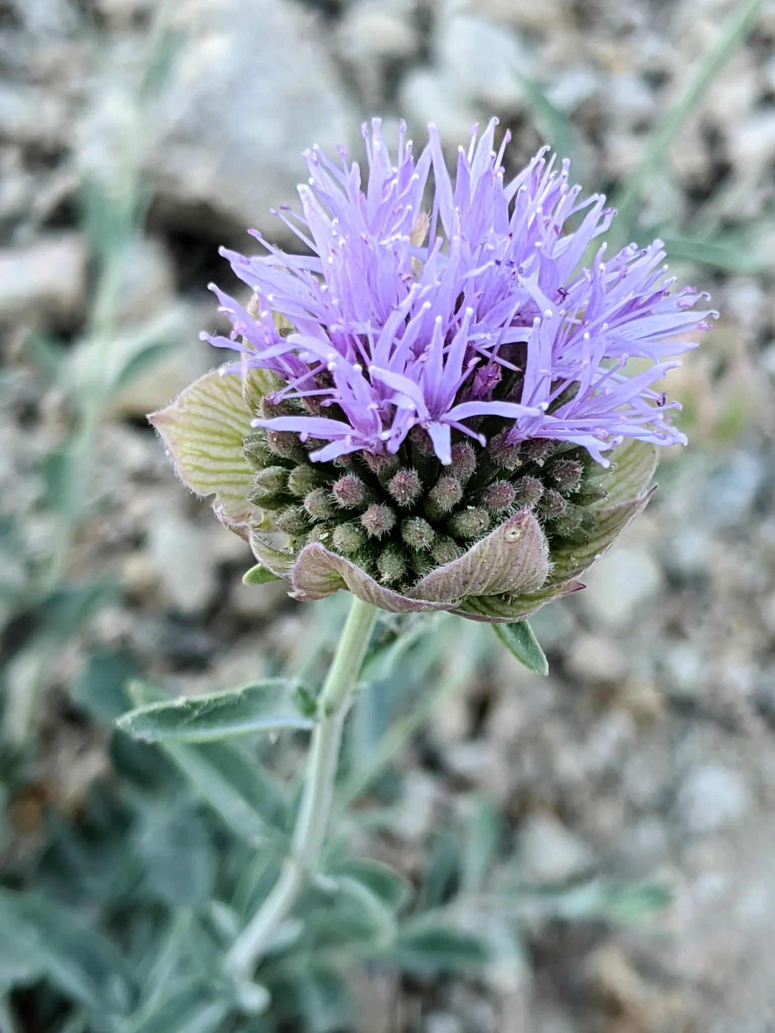 Pennyroyal (Mentha Pulegium) — it prefers consistent moisture without becoming waterlogged; it has a pronounced minty fragrance, standing 6-12, image 65