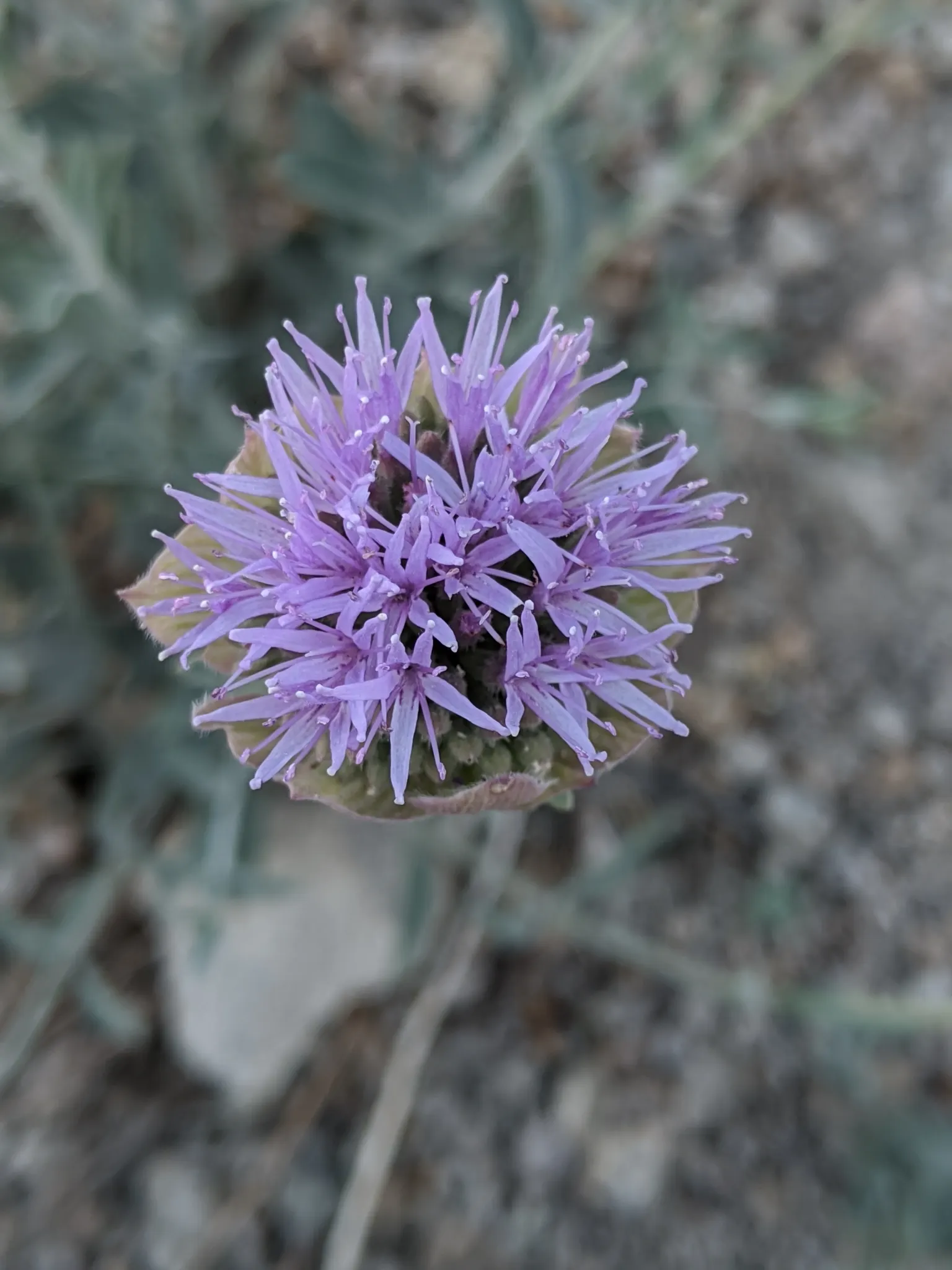 Pennyroyal (Mentha Pulegium) — it prefers consistent moisture without becoming waterlogged; it has a pronounced minty fragrance, standing 6-12 inches tall with