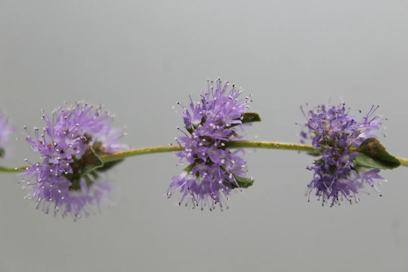 Pennyroyal (Mentha Pulegium) — caution is advised in landscapes where pets or children play.<br><br>Our Pennyroyal plants will provide a lush, image 70