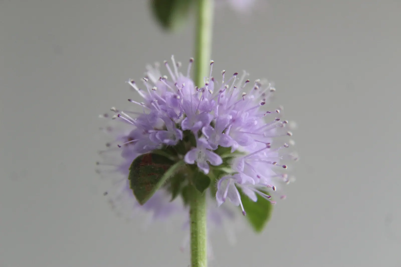 Pennyroyal (Mentha Pulegium) — offering both aesthetic appeal and functional benefits such as natural pest repellence due to its strong scent, image 72
